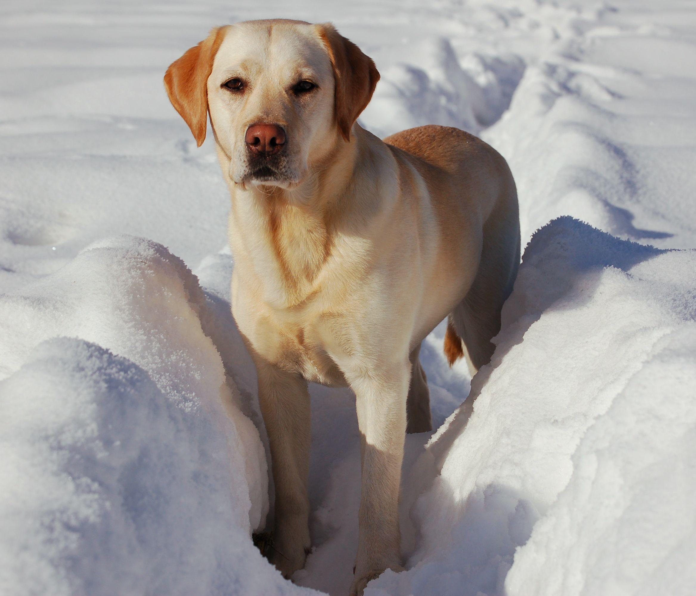 Winter Labrador Retriever dog photo and wallpaper. Beautiful