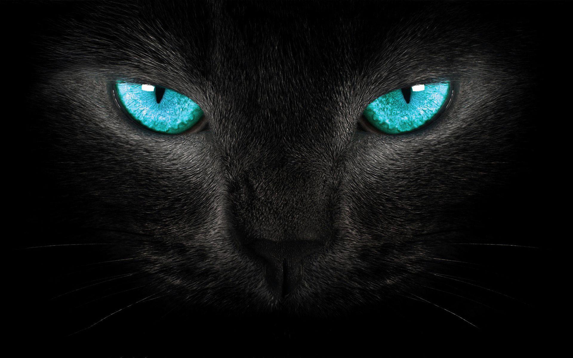 Cat turquoise eyes Wallpaper