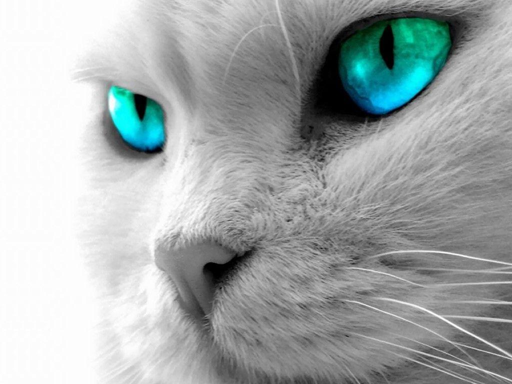 Aqua Eyes. {Photoshop} [Desktop wallpaper 1024x768]. Animal