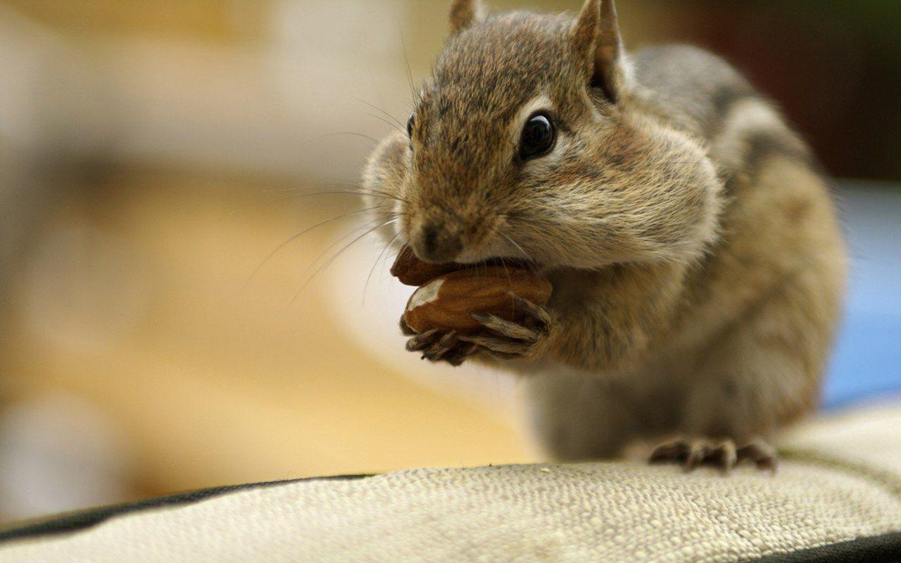 Chipmunks Wallpapers - Wallpaper Cave