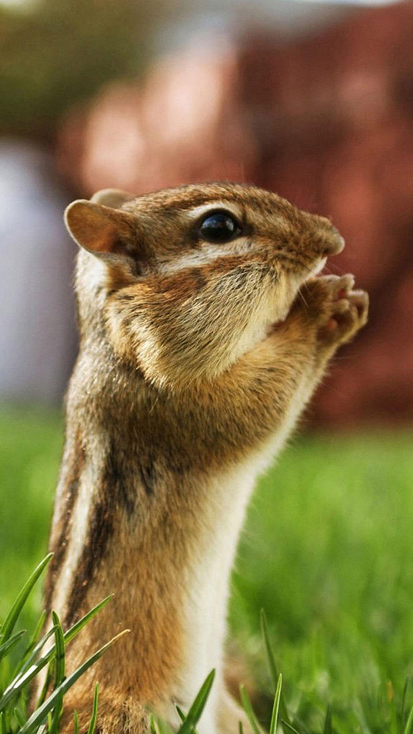 Chipmunks Wallpapers - Wallpaper Cave