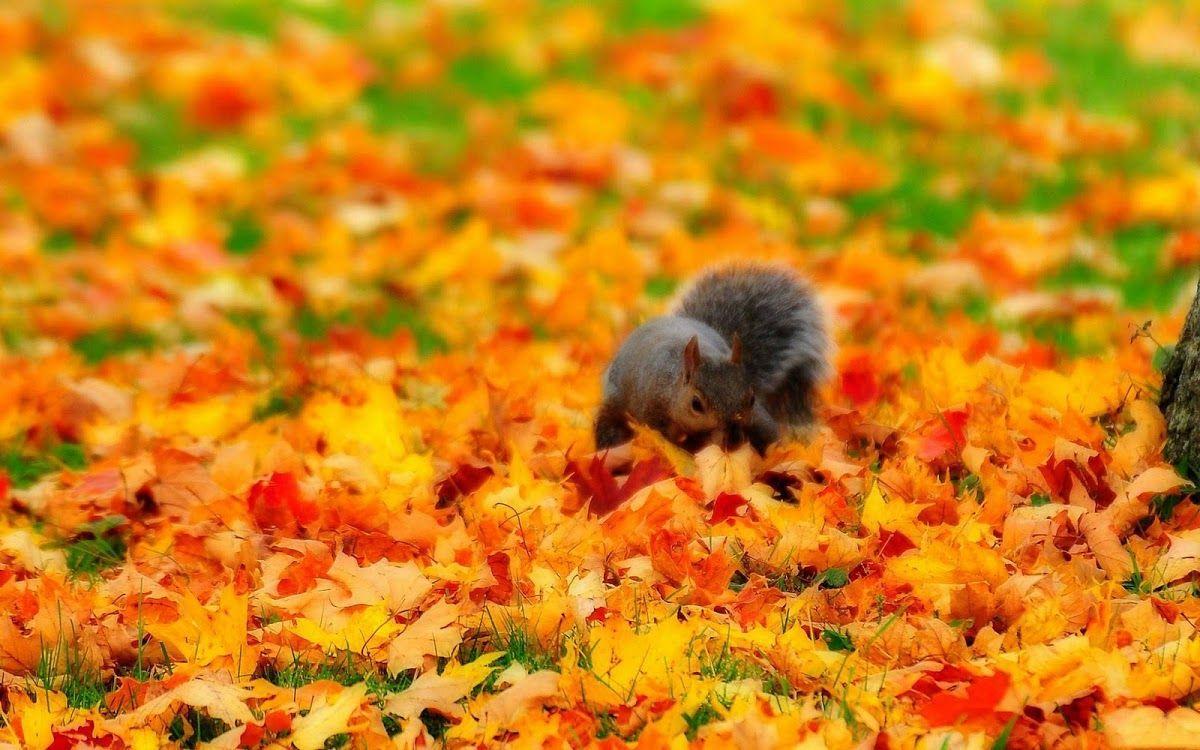 Autumn Animal Wallpaper
