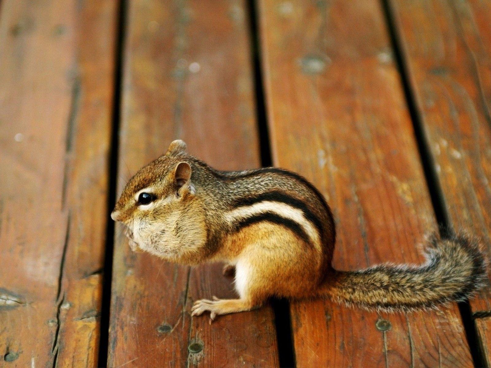 Baby Squirrel Wallpaper Image