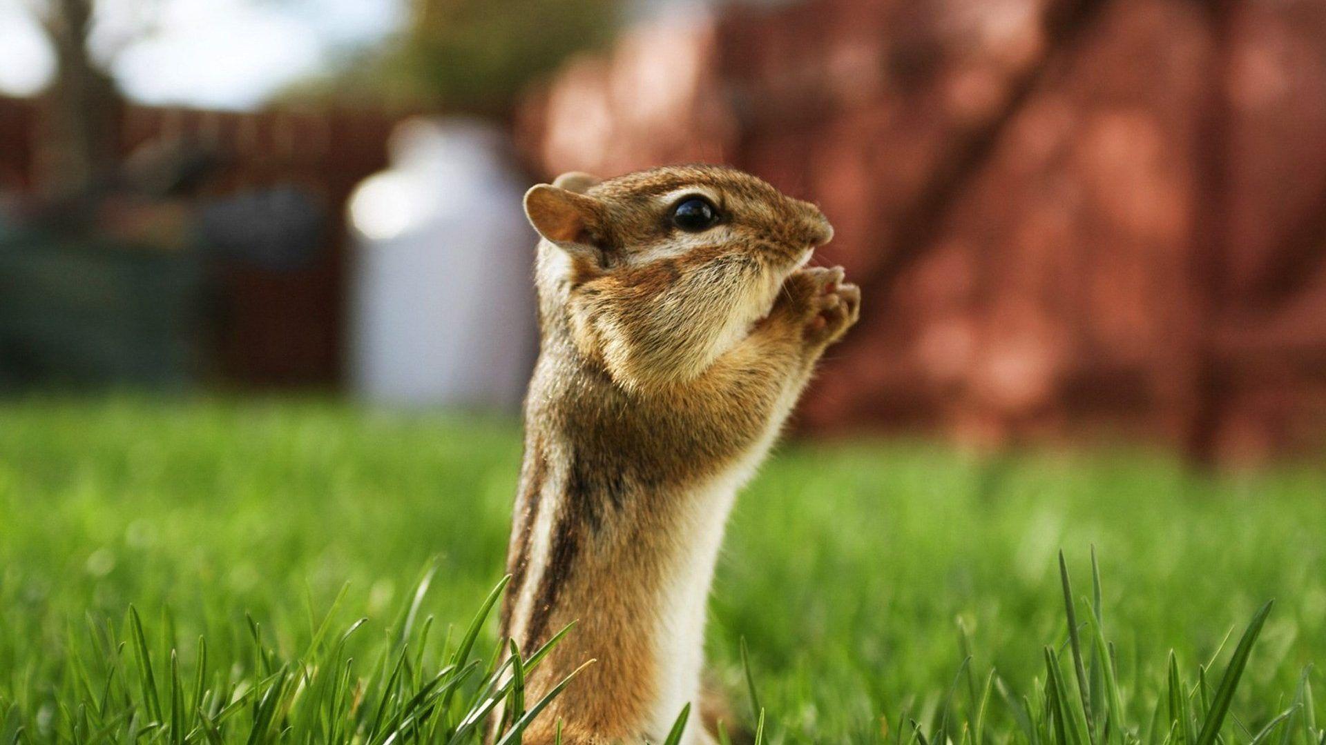 Animals: Focus Animals Macro Field Chipmunks Depth Grass Animal