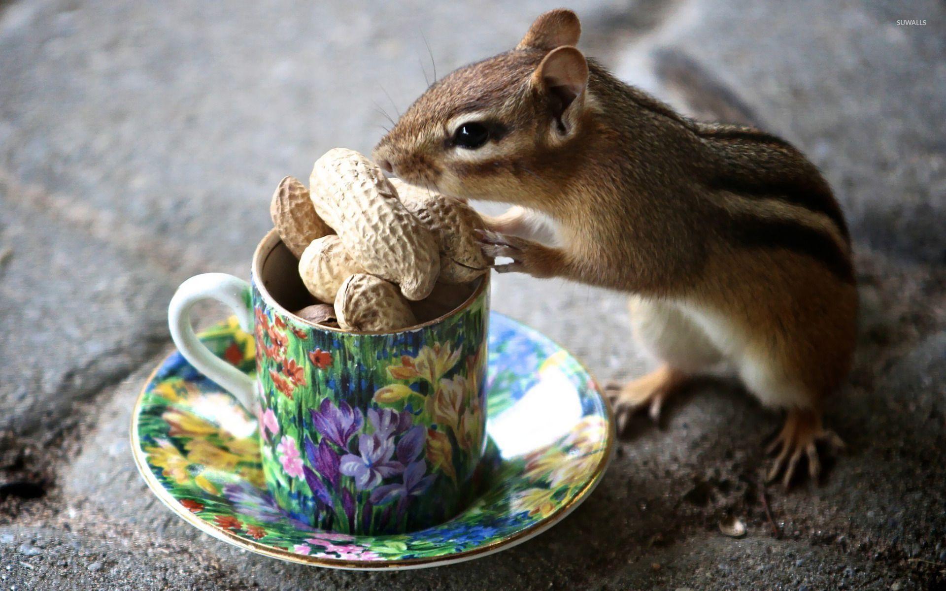 Chipmunks Wallpapers - Wallpaper Cave