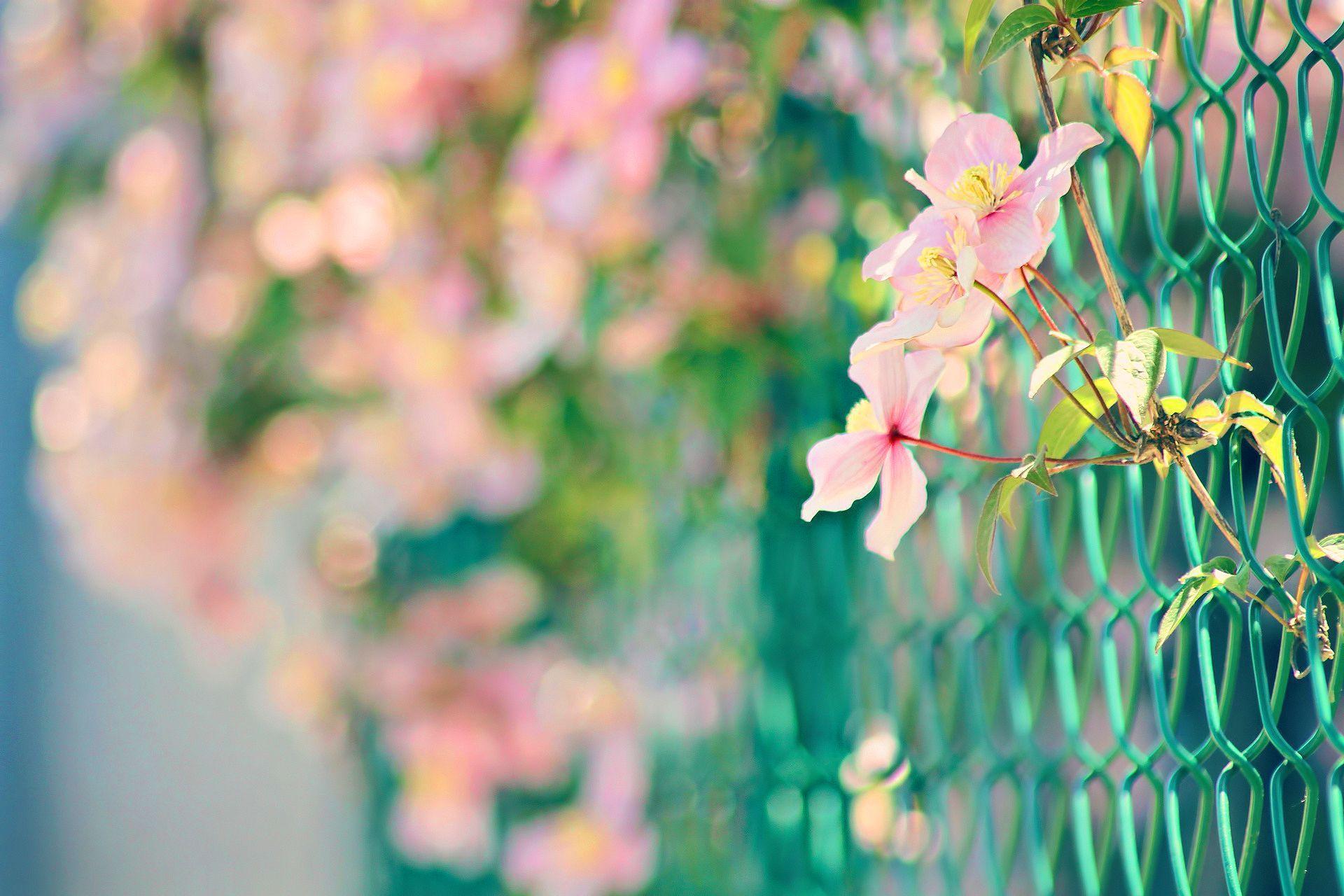 Pink flowers cyclone fence Wallpaper
