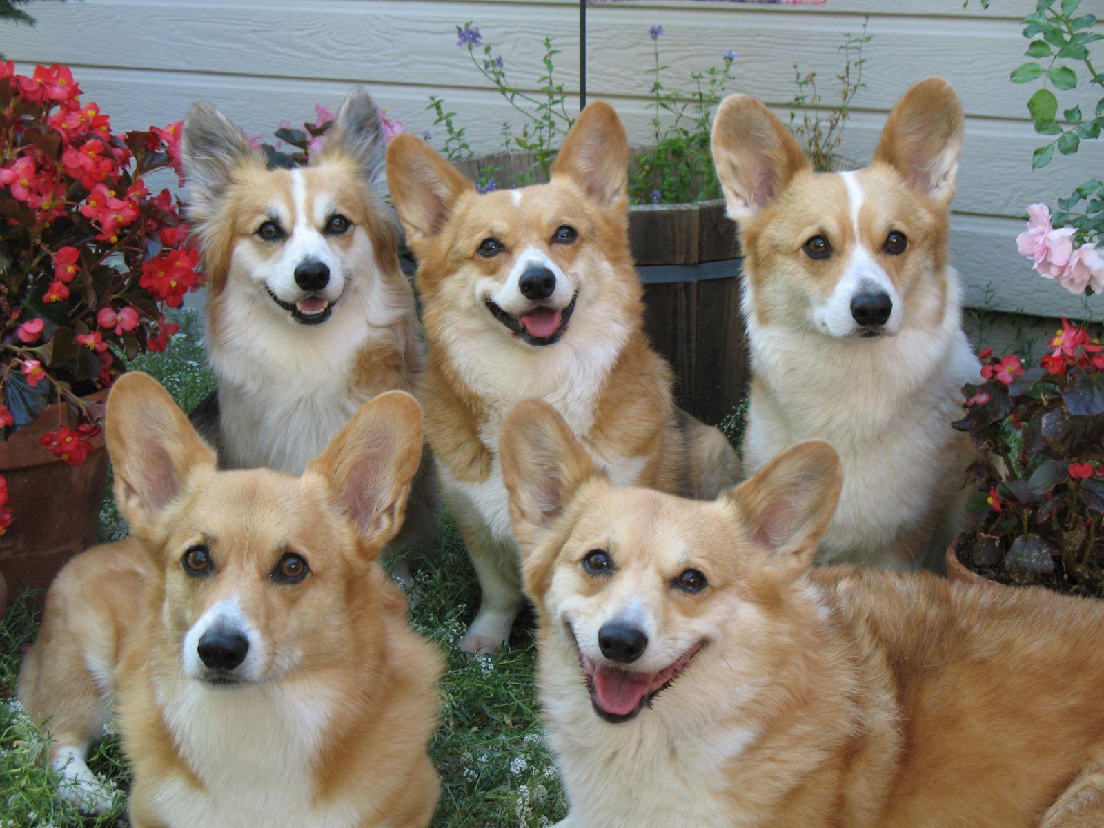 According to Welsh mythology, the Pembroke Welsh Corgi was even