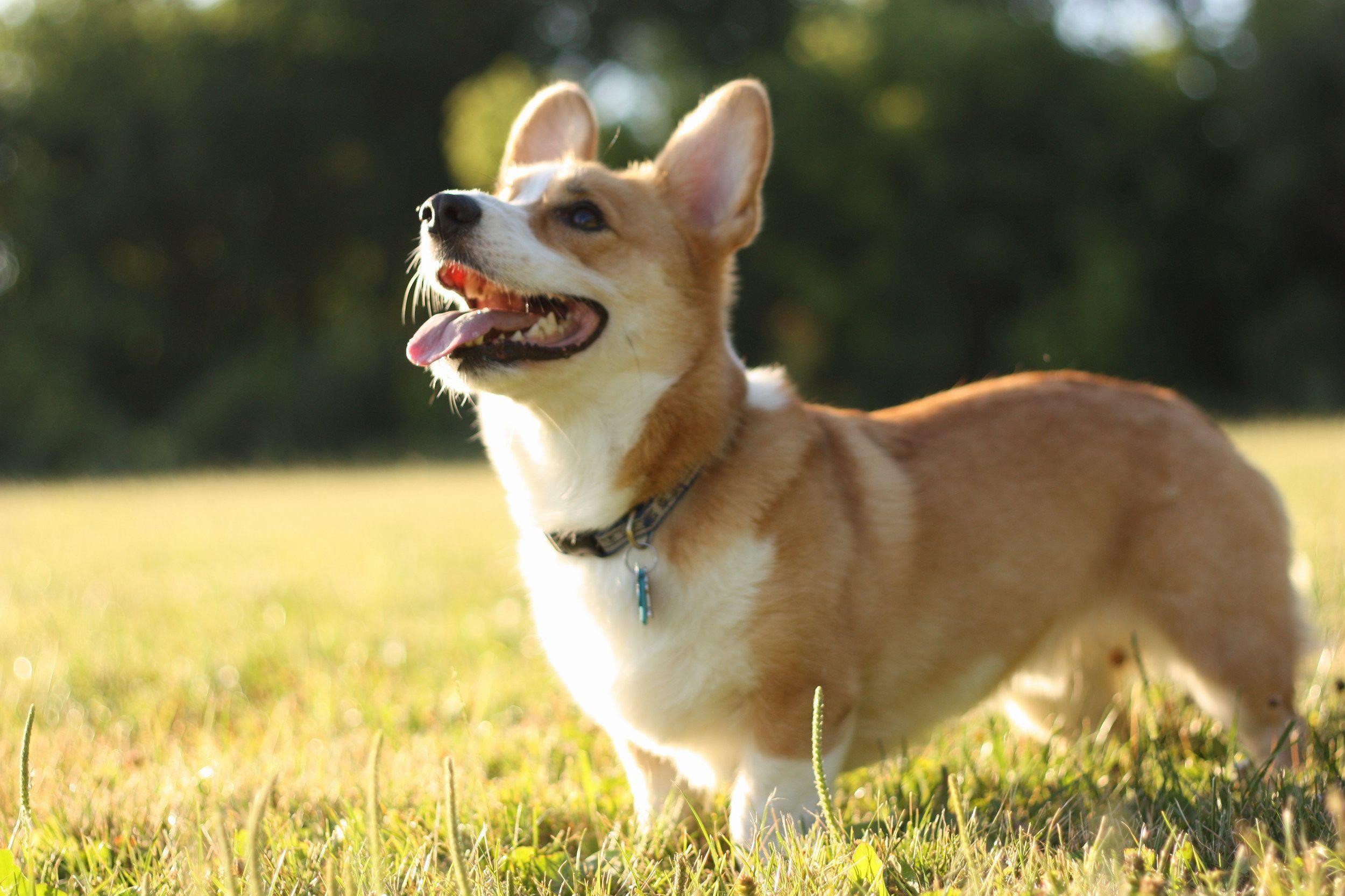 Pembroke Welsh Corgi Puppies Wallpaper