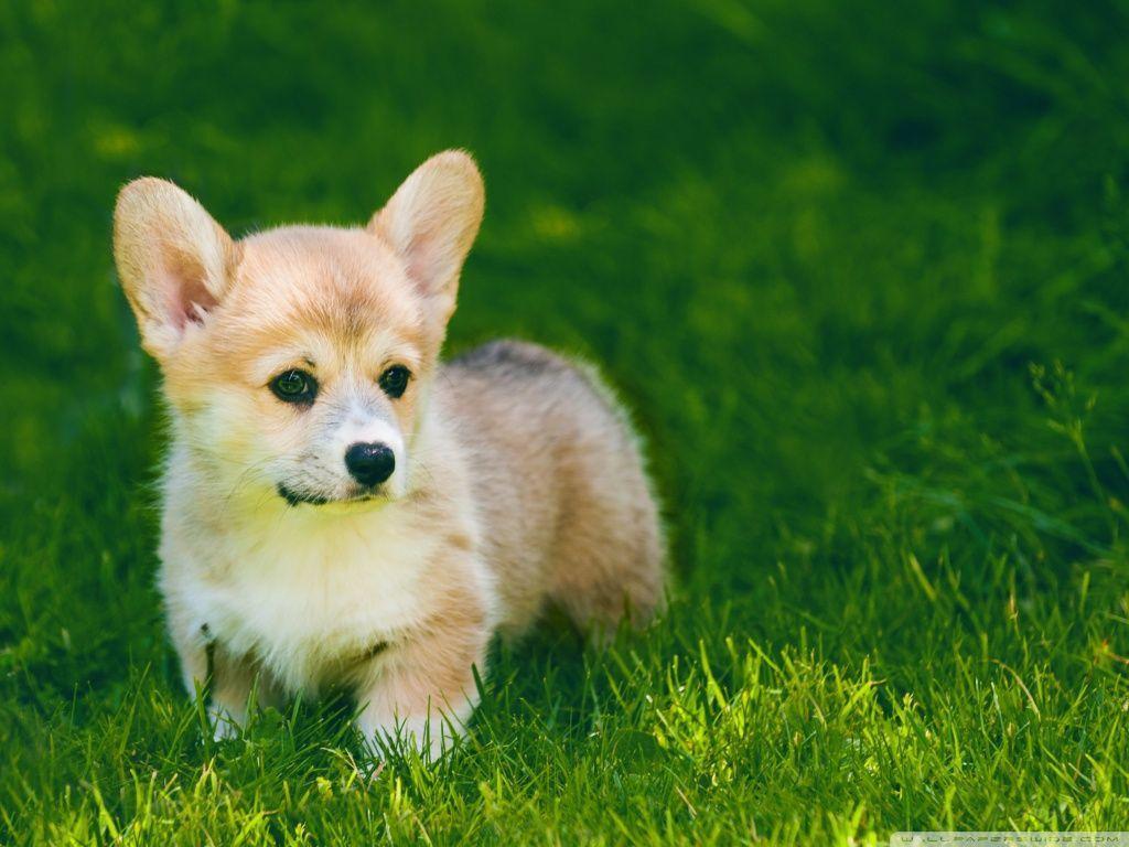 Cute Pembroke Welsh Corgi Puppy Outdoor HD desktop wallpaper