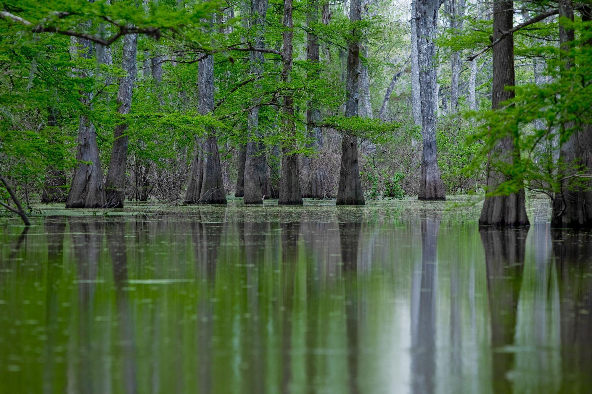 Реки сша. Миссисипи штат. Река Миссисипи Луизиана. Миссисипи штат США природа. Долина Миссисипи.