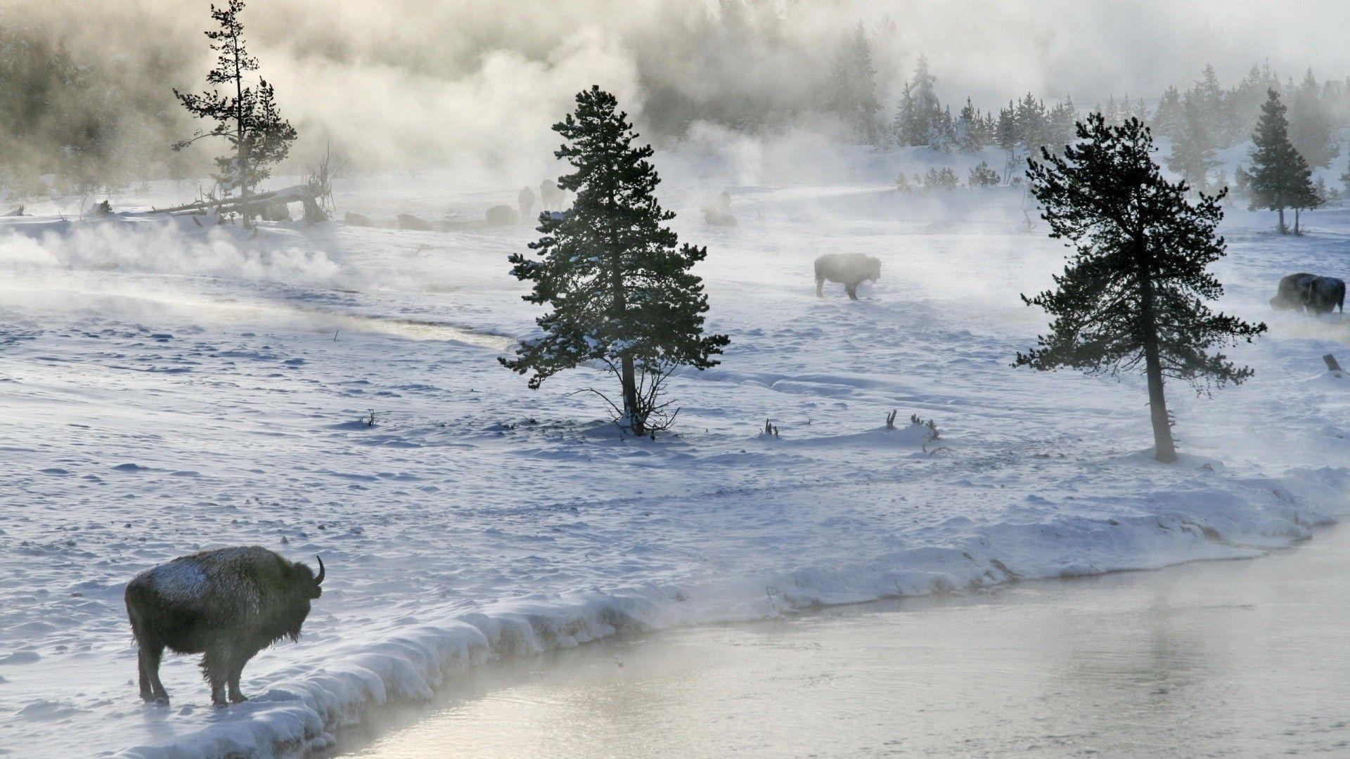 Simply: Avalanche bison nature rivers snow desktop