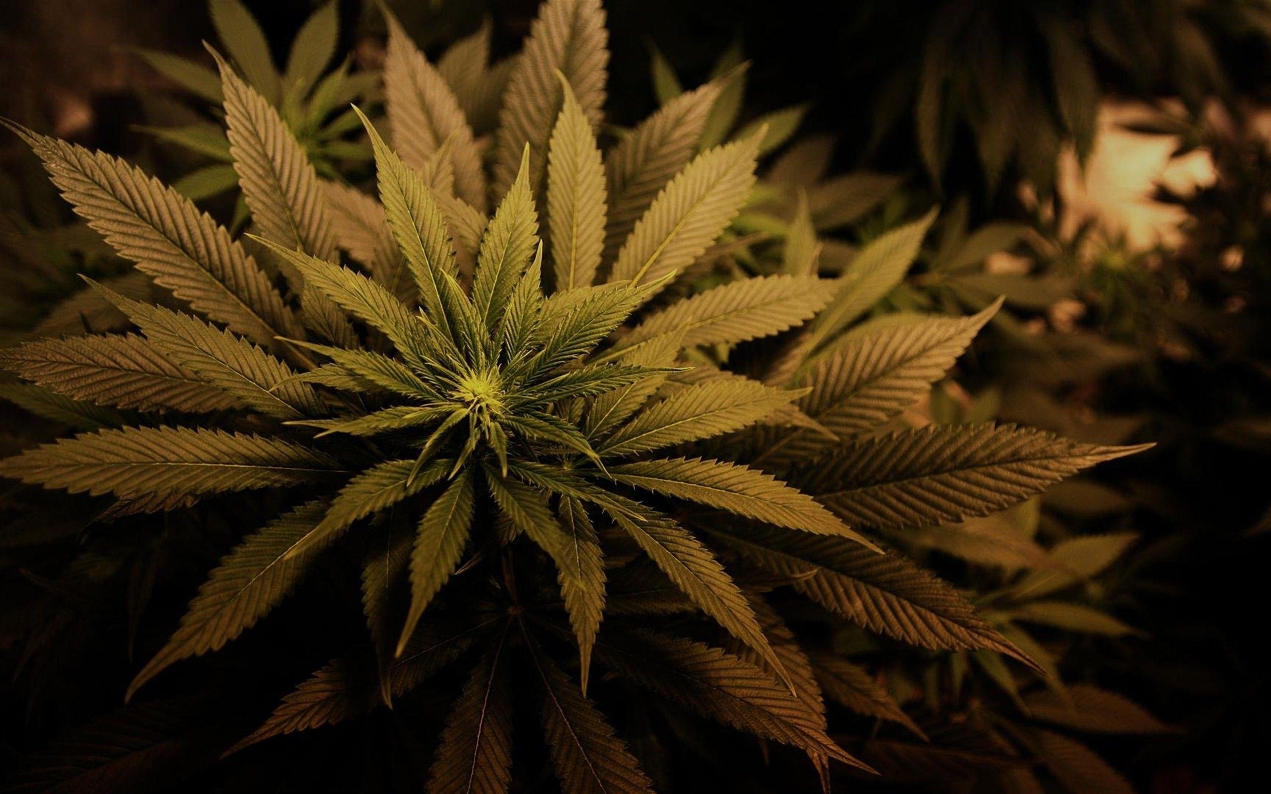 Marijuana Wallpaper HD