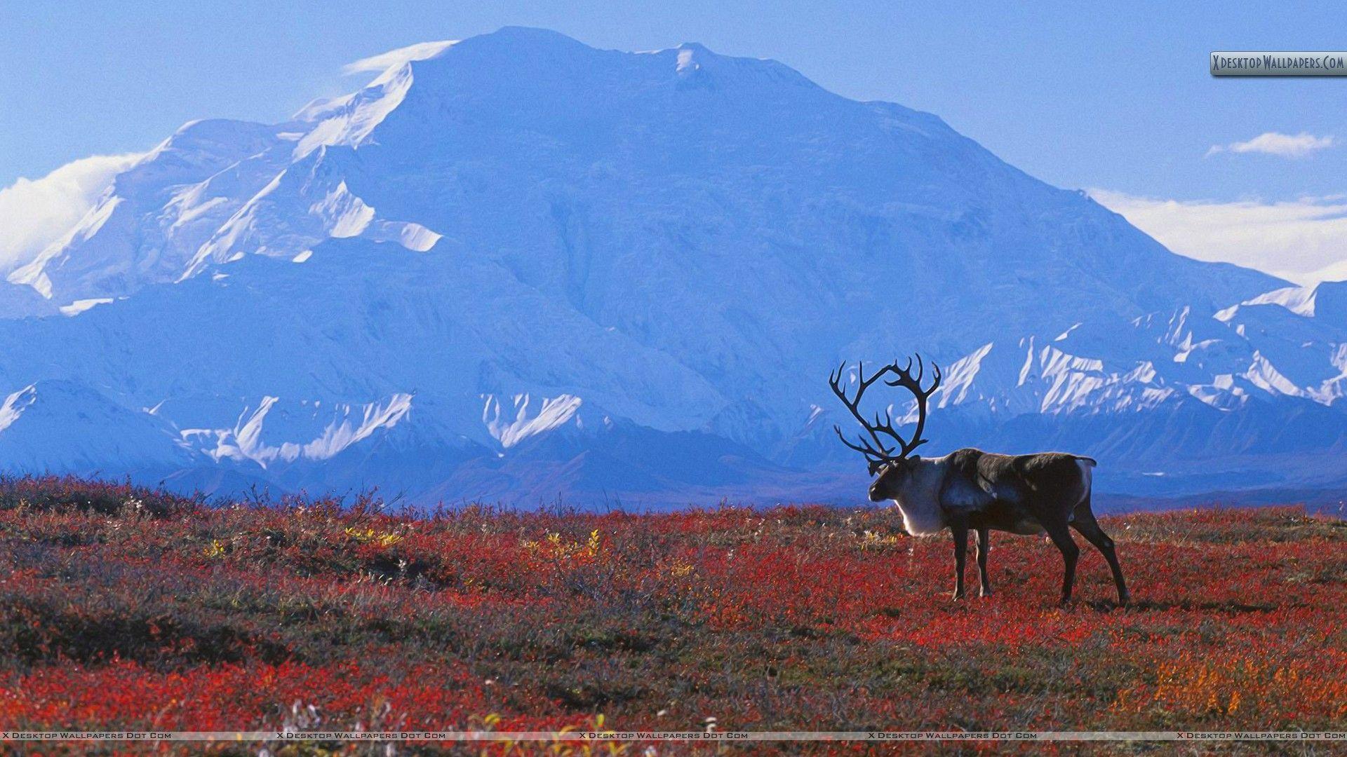 Caribou on Autumn Tundra, Denali National Park Wallpaper