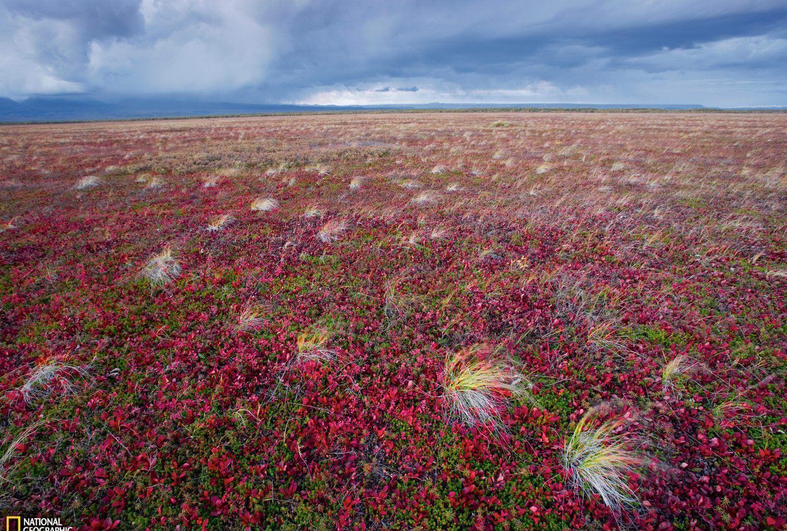 Tundra Tag wallpaper: Mountain Flowers Clouds Beautiful Alaskan