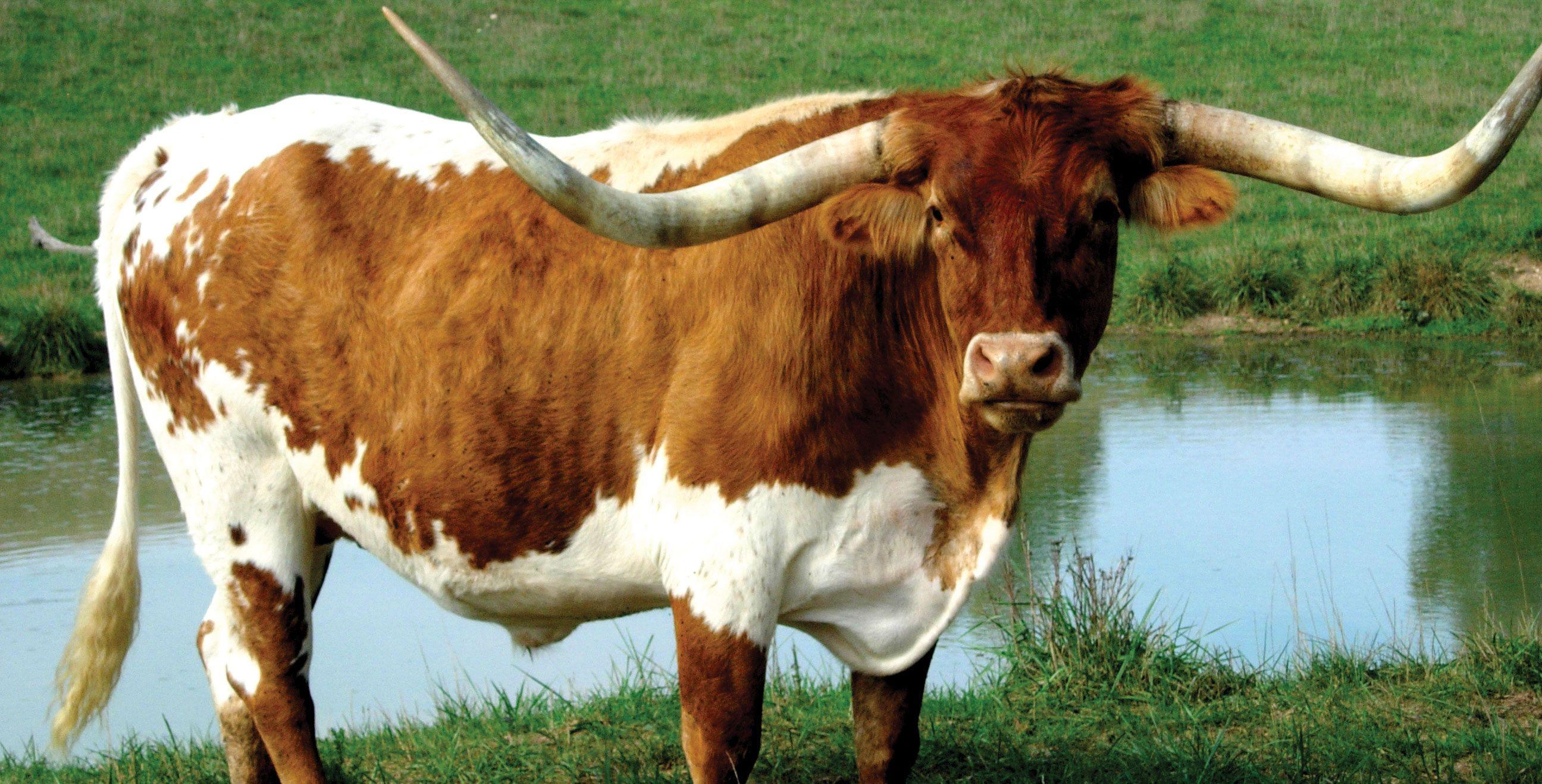 Longhorn Cattle HD Wallpaper