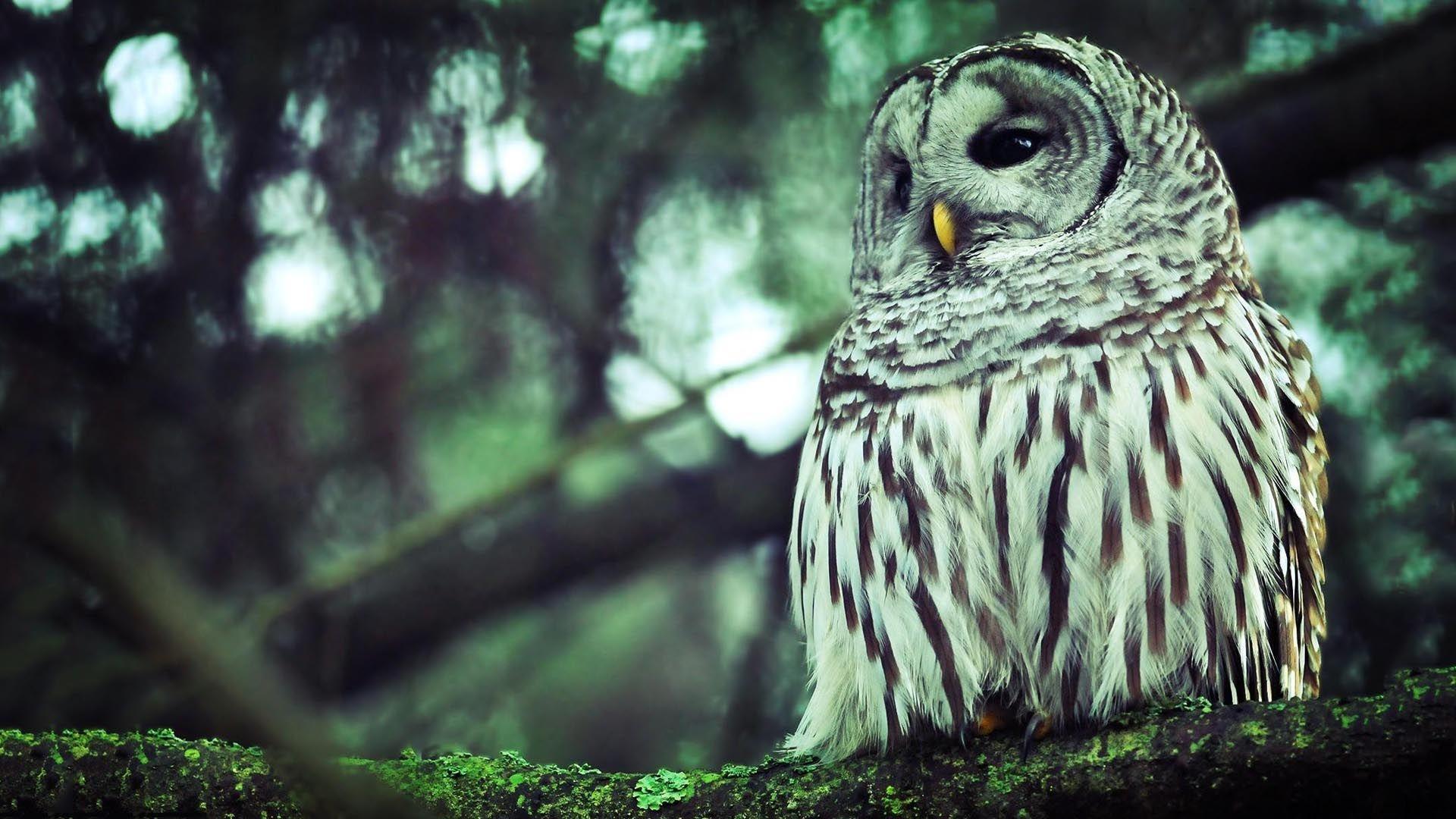 Cool Owl Wallpaper