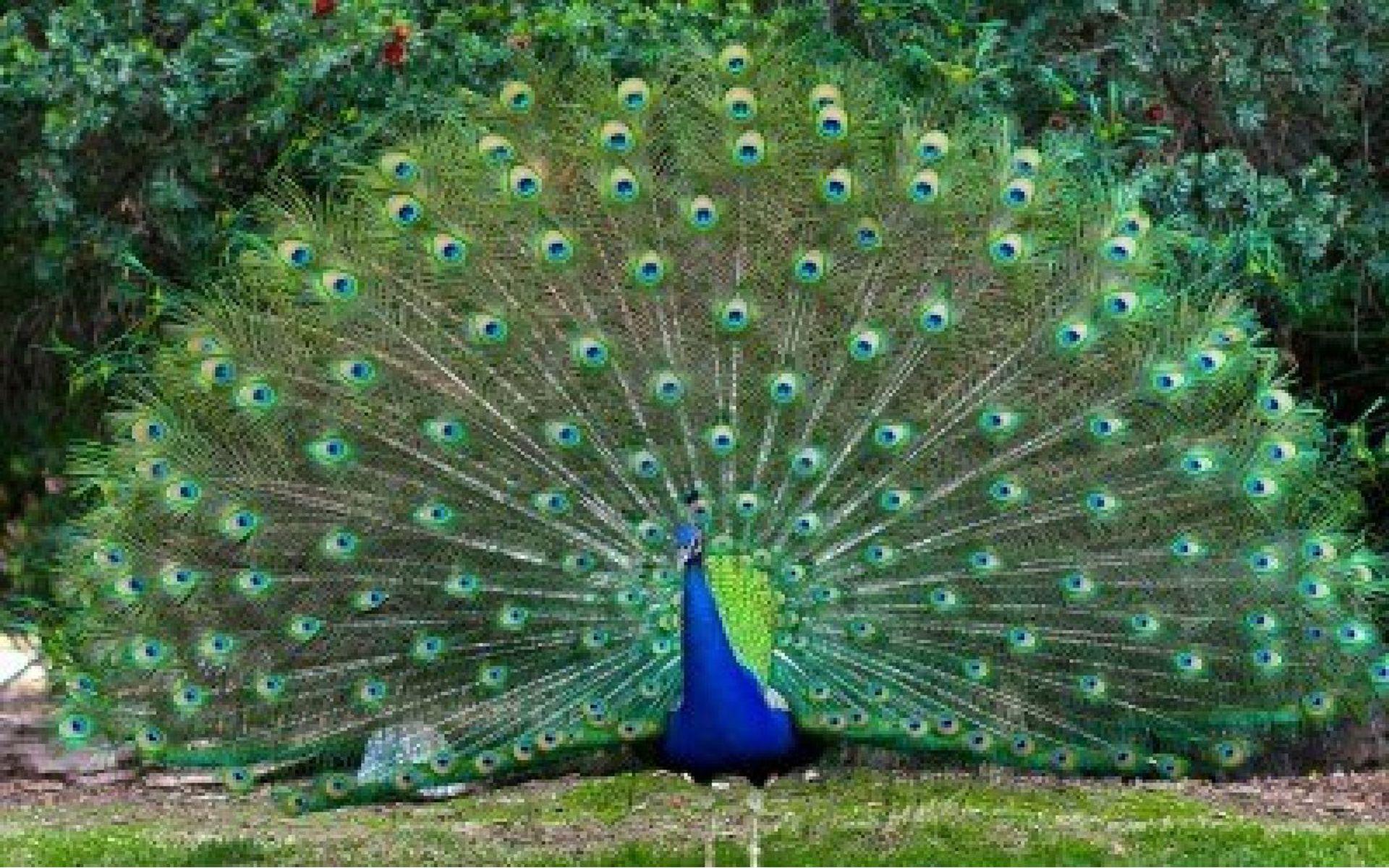 Beautiful Peacock Wallpaper