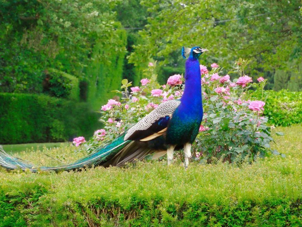 Peacock Background Wallpaper