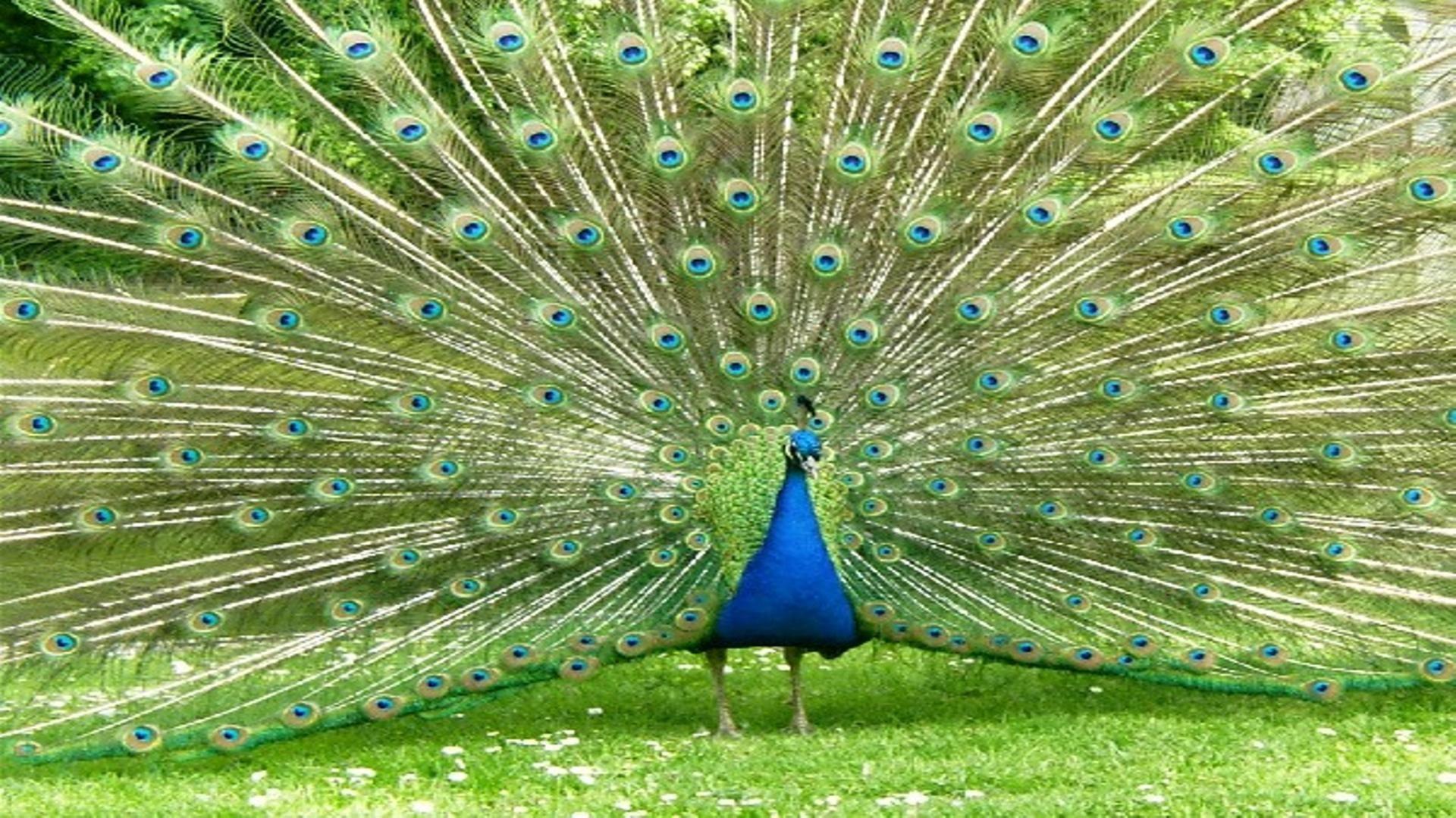 Male Peacocks