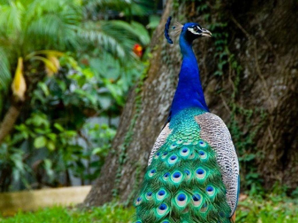 Peacock HD Wallpaper Desktop Picture