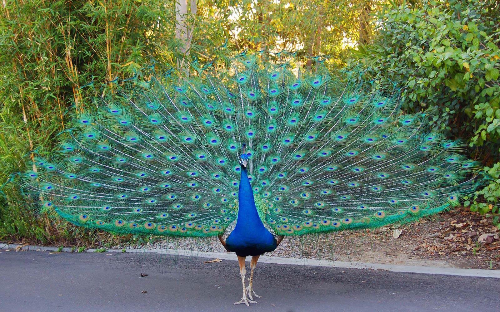 Peacock Image Wallpaper