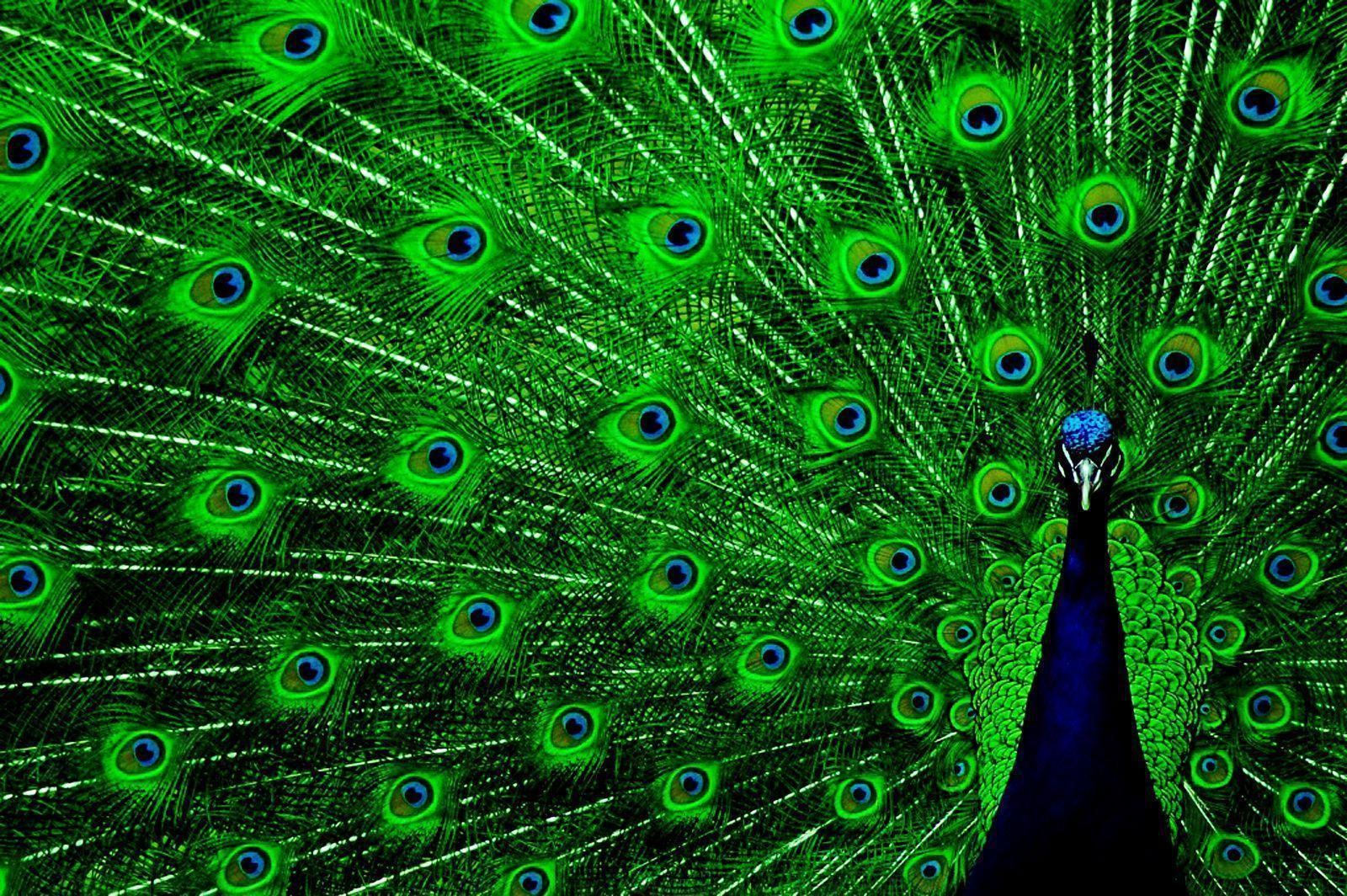 Peacock Green Wings Colorful Photo HD Wallpaper Desktop Background