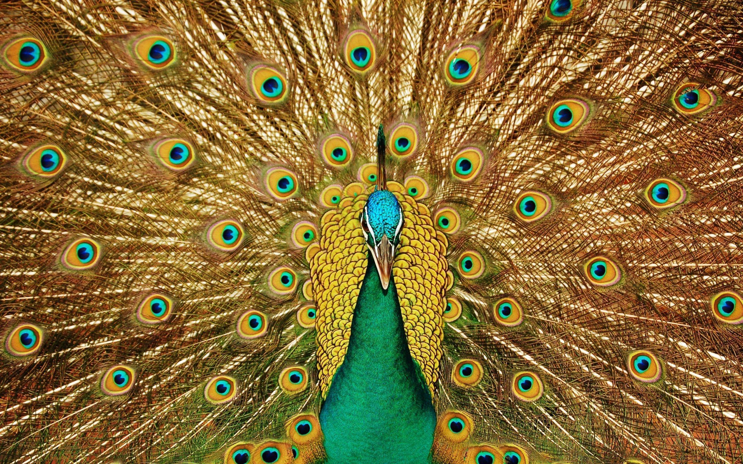 Peacock HD Wallpaper and Background Image