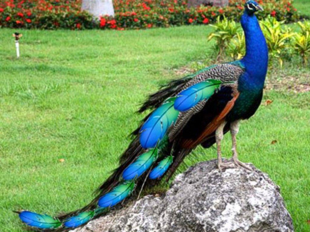 Colorful Peacocks HD Wallpaper Free Download