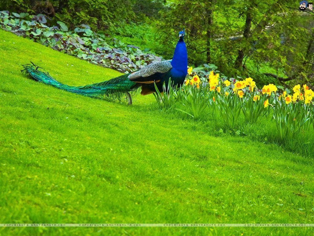 Peacocks Wallpaper