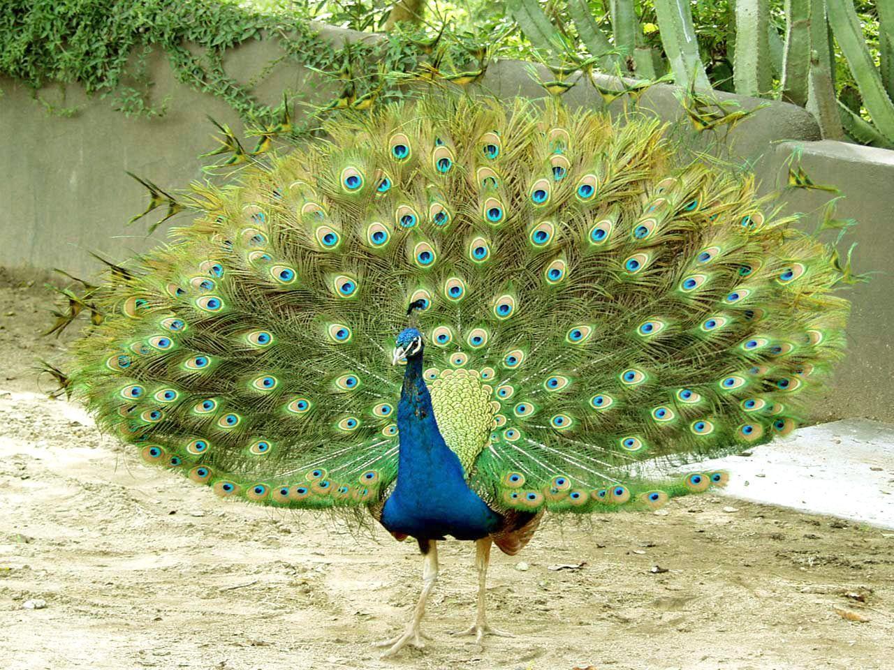 Best and Bautifull HD Wallpaper birds pecock, Peacock Wallpaper
