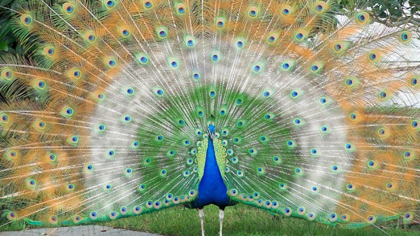 Amazing White Peacock Wallpaper picture