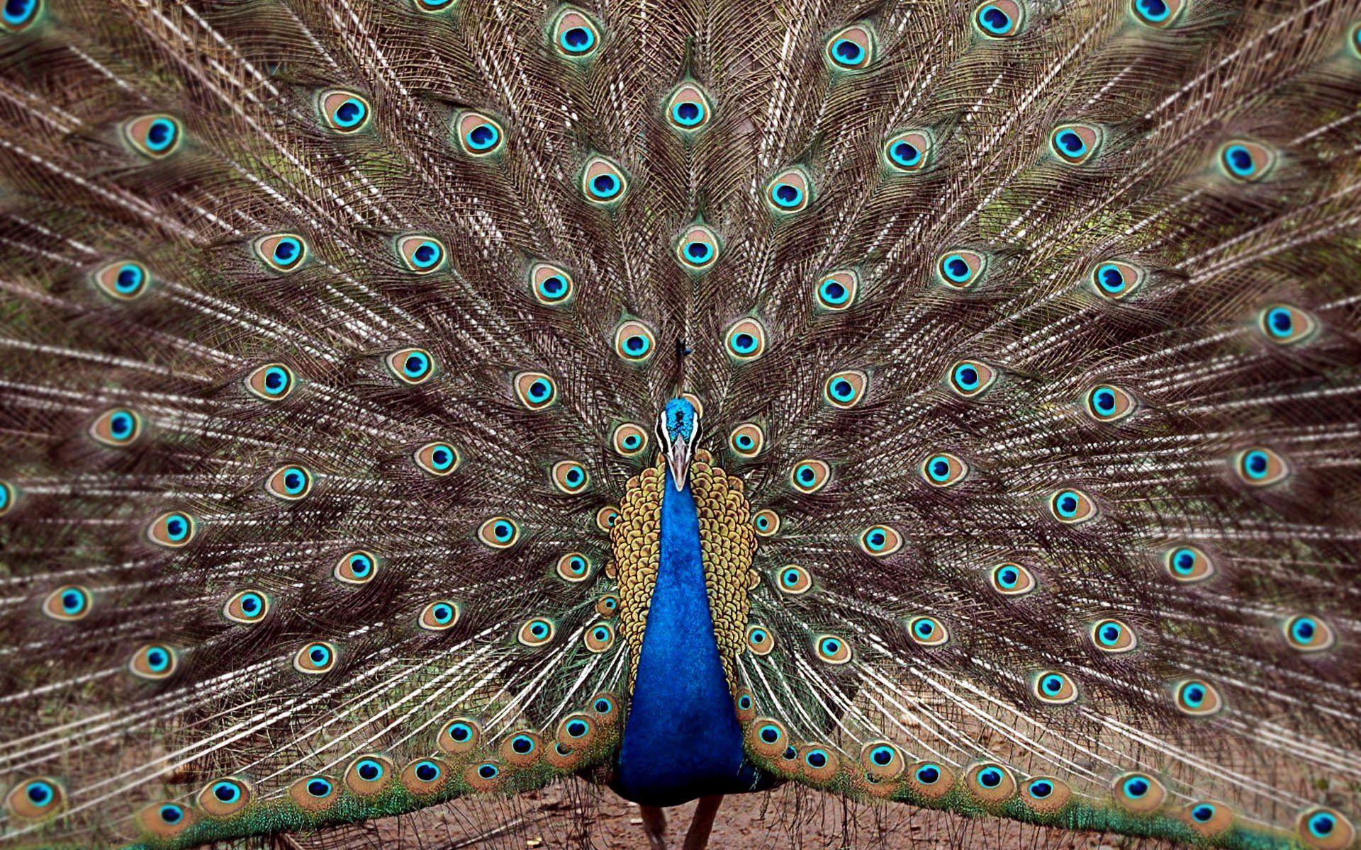 Peacock HD Wallpaper and Background Image