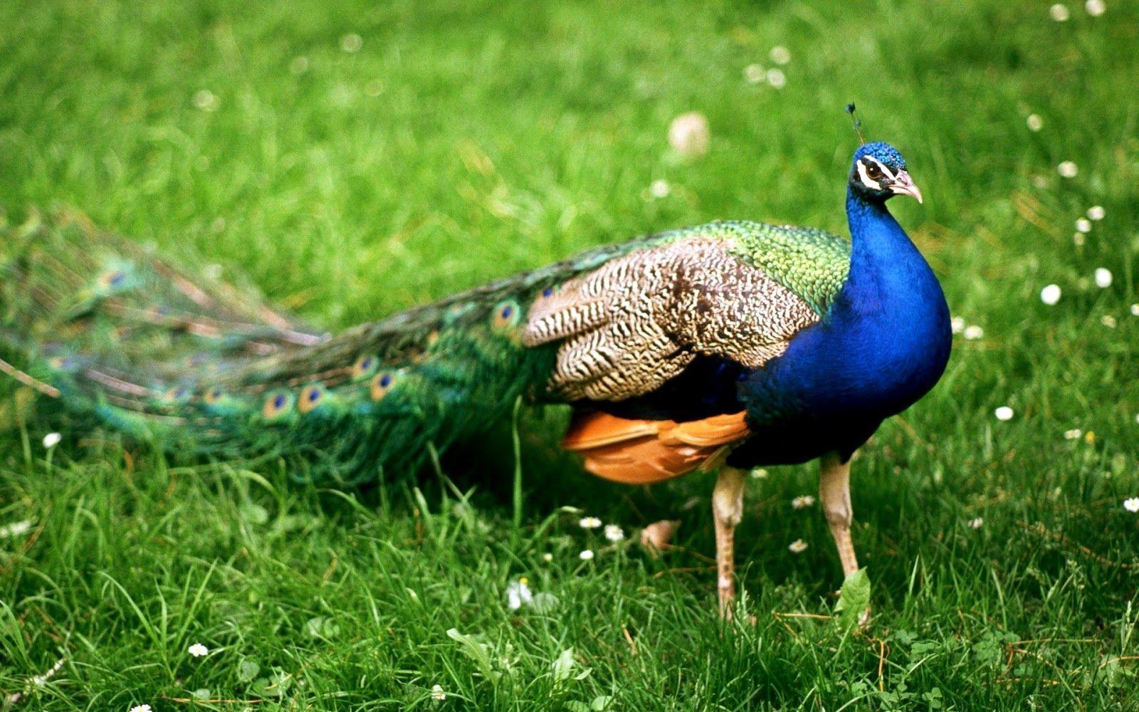 Peacock Image. Picture. Wallpaper & Photo Download