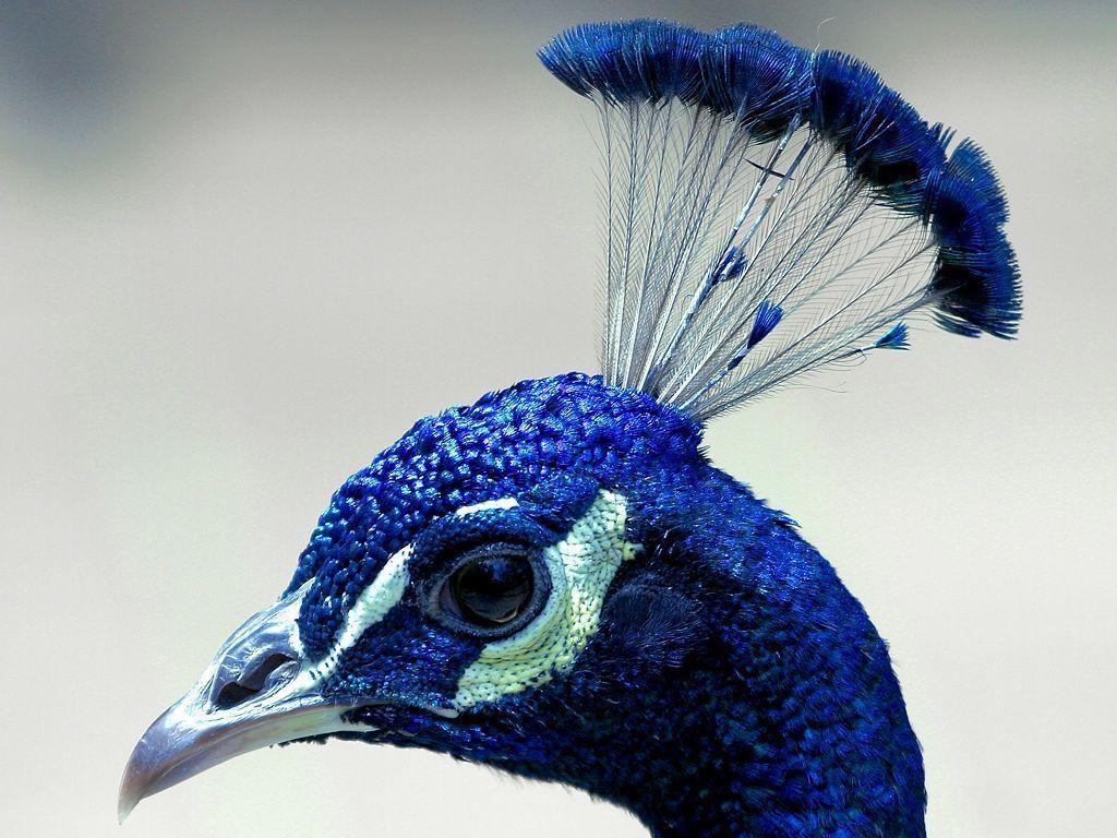 Beautiful And Amazing Peacock Wallpaper For DesktopPhotography