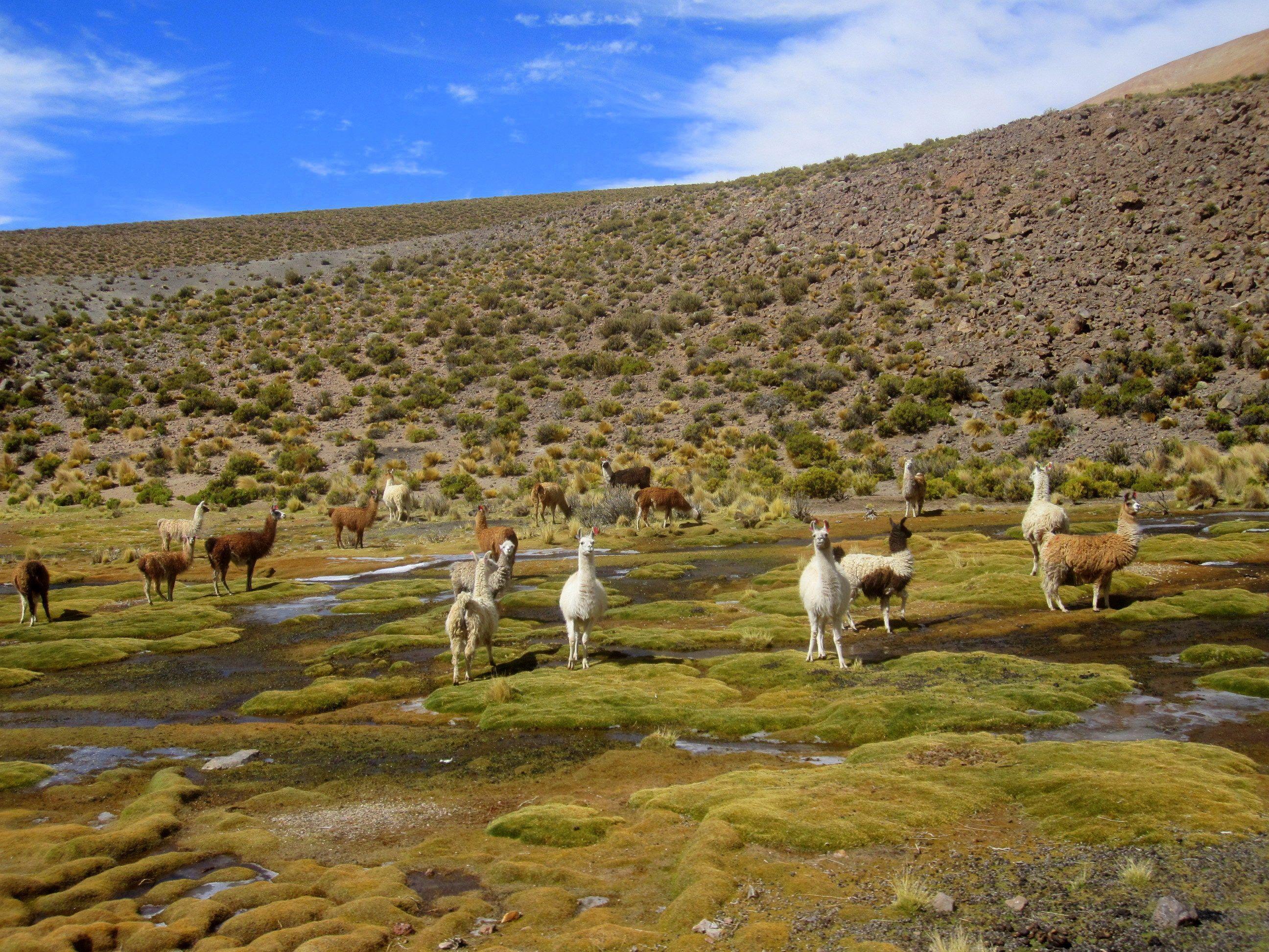 Salar de Uyuni (Bolivia) Artiodactyl Animals