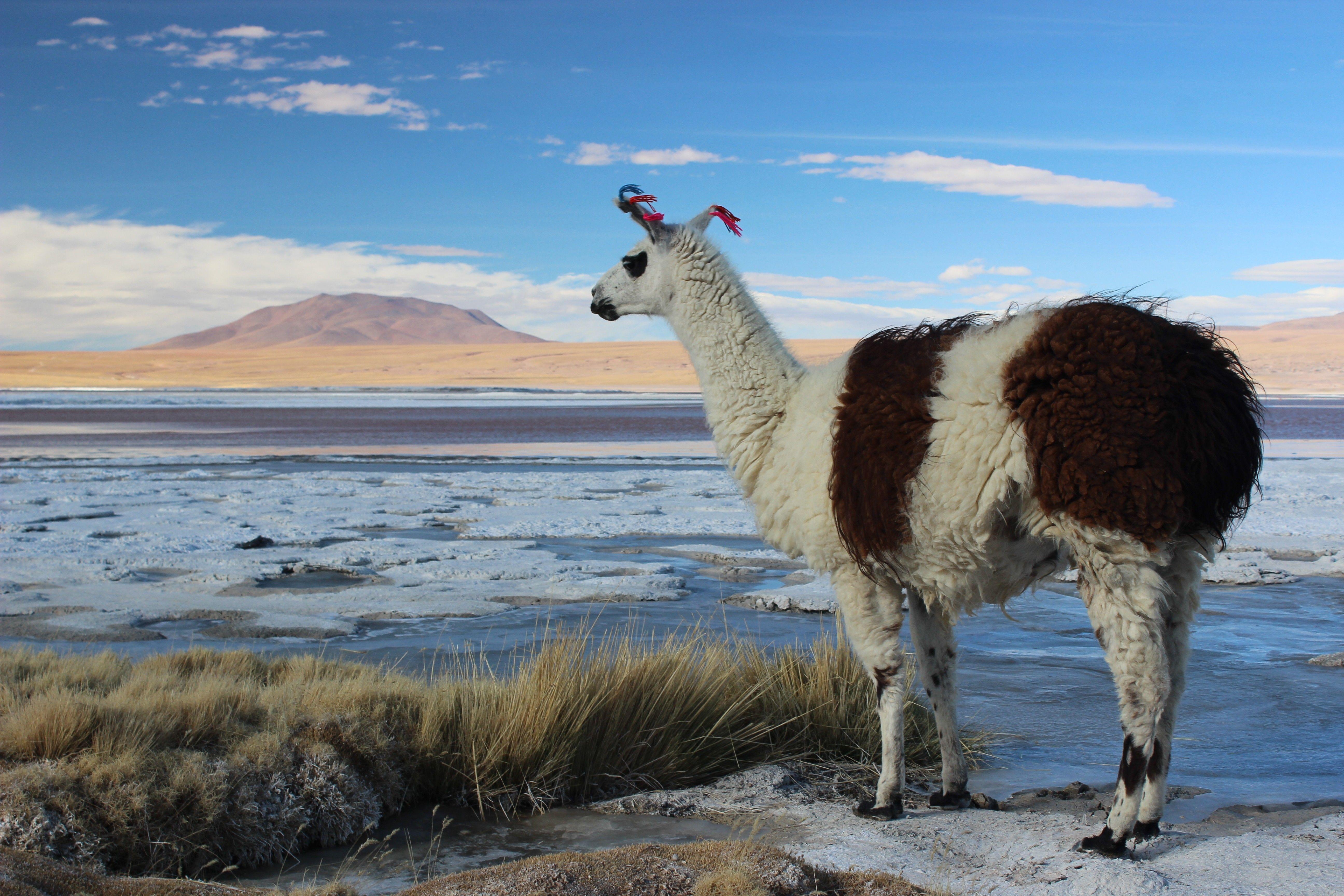 Llamas Bolivia Salt Wallpaper
