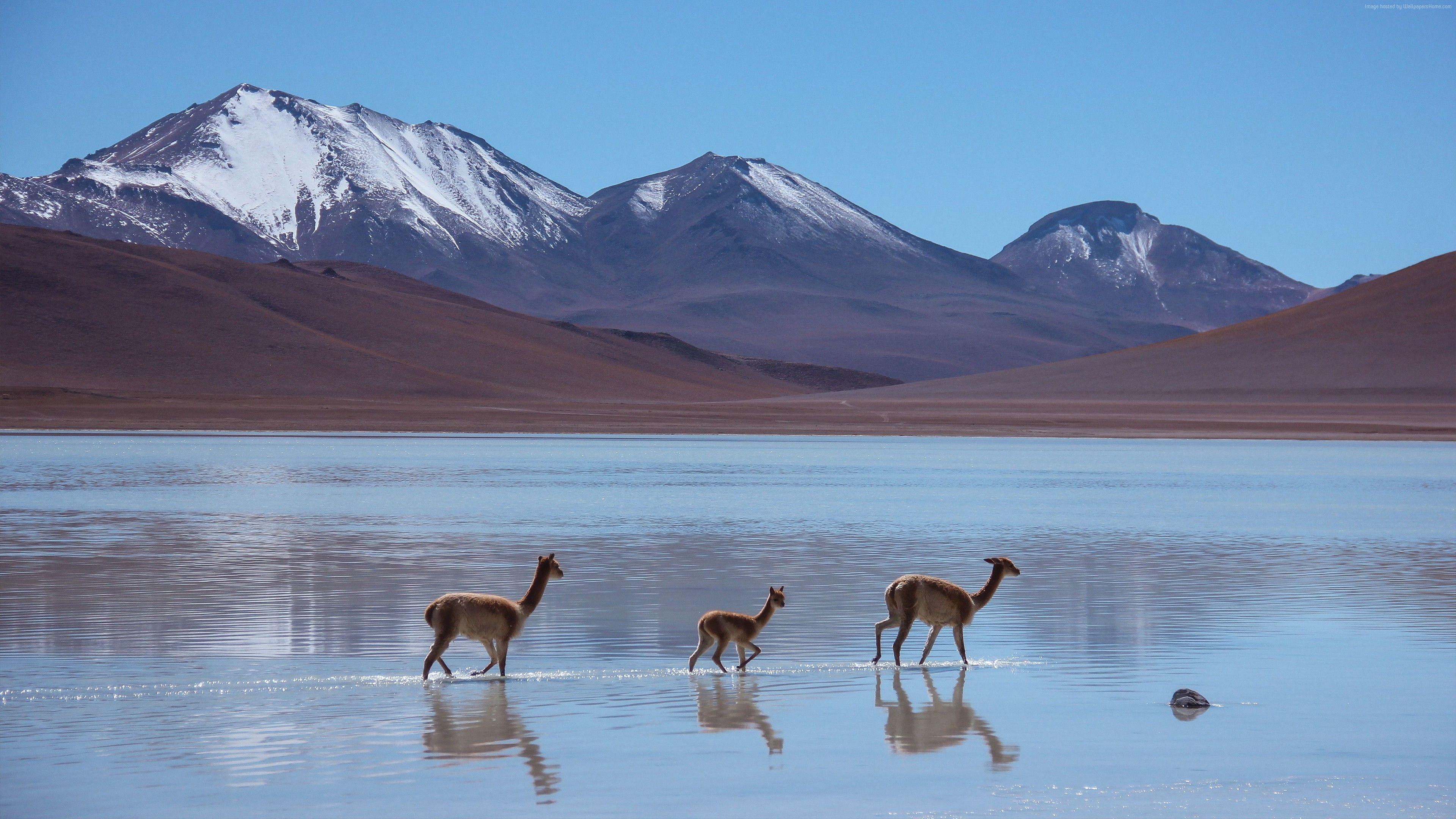 Wallpaper Lama, Laguna Blanca, Bolivia, mountains, Animals