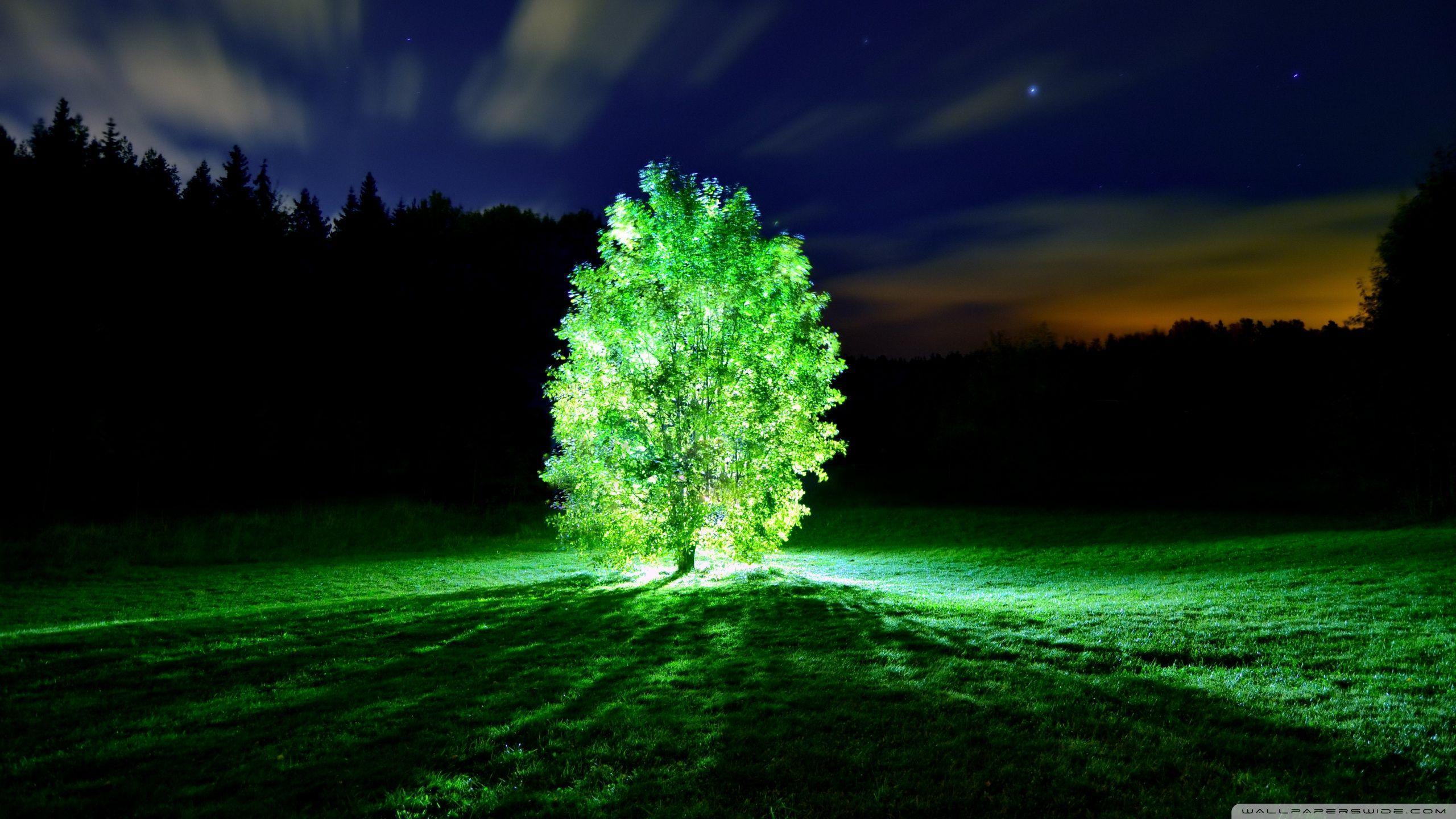 Glowing Tree HD desktop wallpaper, Widescreen, High Definition