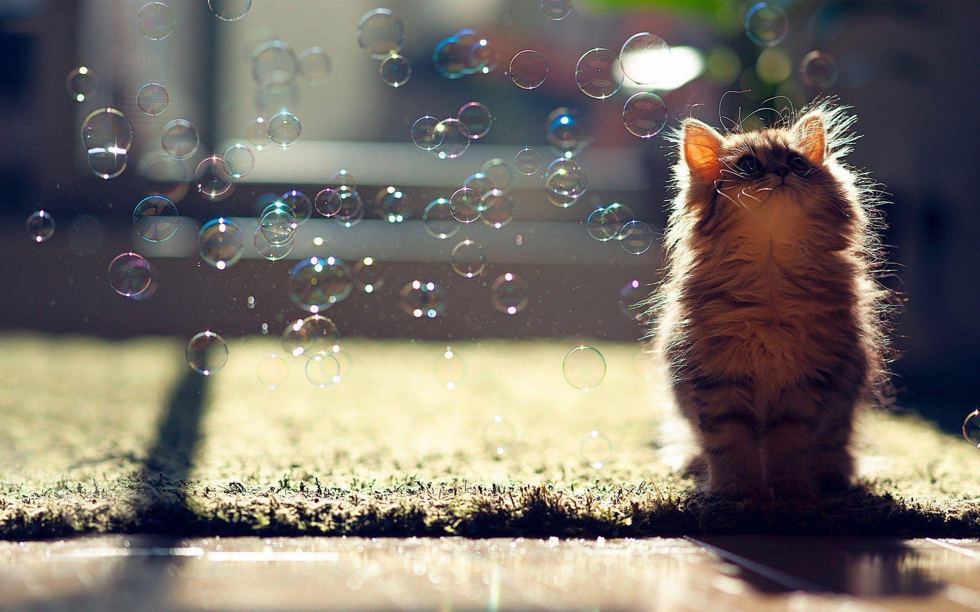 Cat soap bubbles Wallpaper