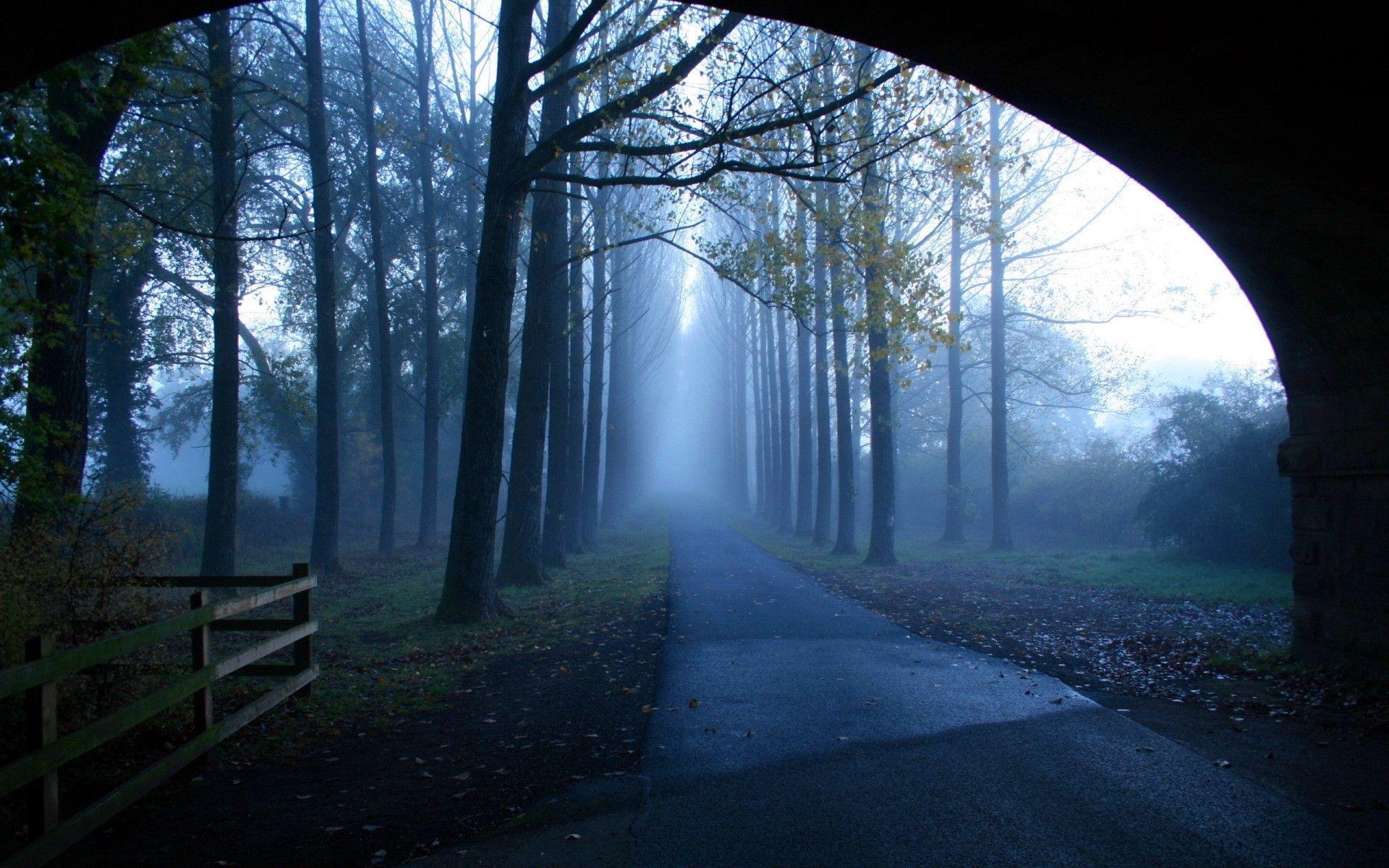 Other Tunnel Alley Trees Mist Outside Wide Rows Road Wallpaper