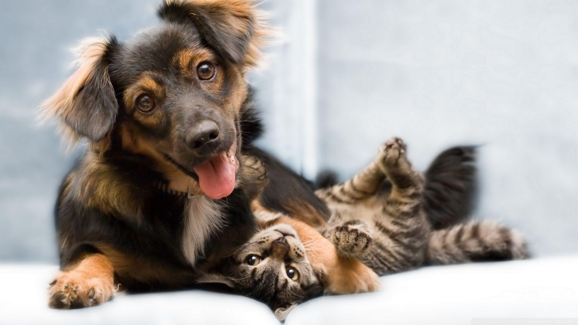 Dog And Cat Friendship HD desktop wallpaper, High Definition