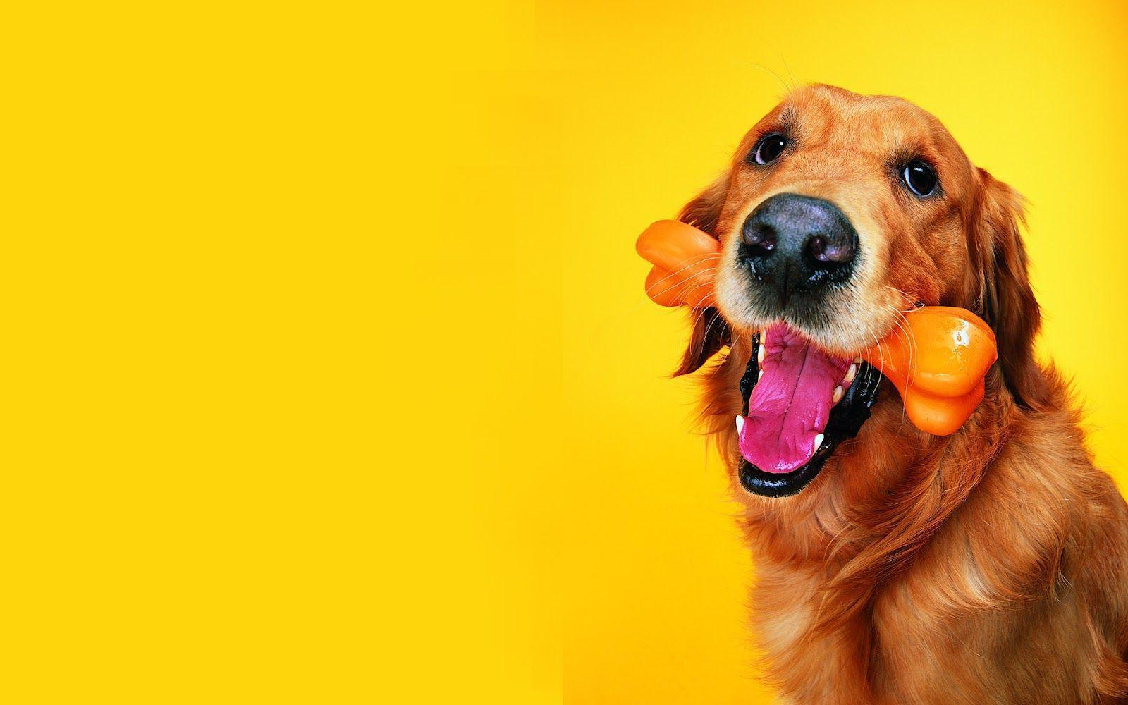 Funny Cats & Dogs Wallpaper
