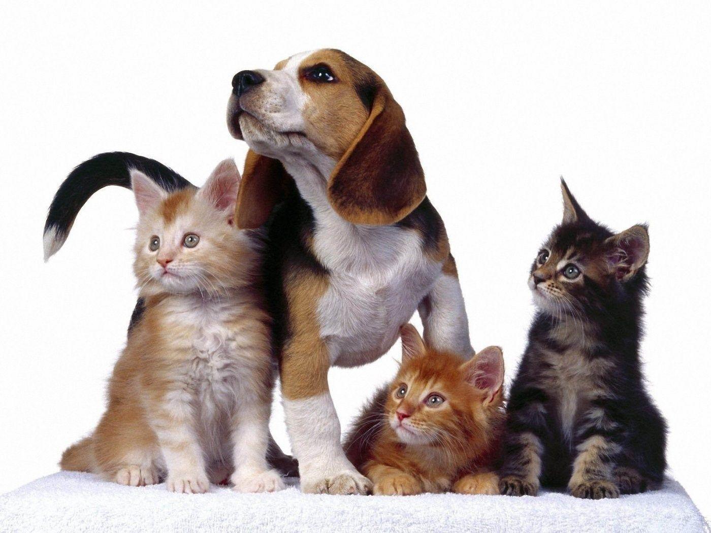 Dogs And Cats Wallpaper Danasrhp.top Desktop Background