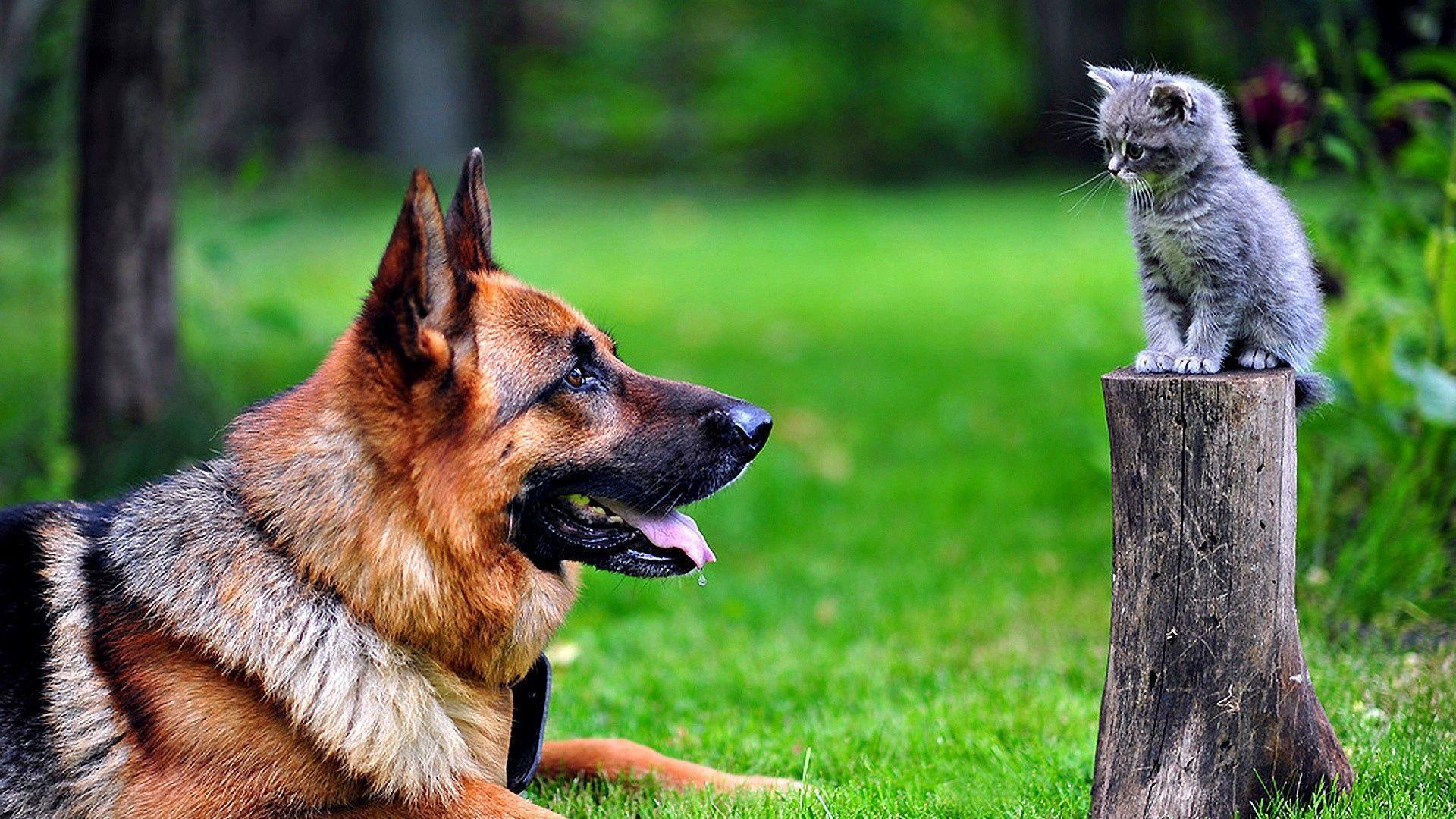 Wallpaper dog, cat, grass, german shepherd. Dieren 01