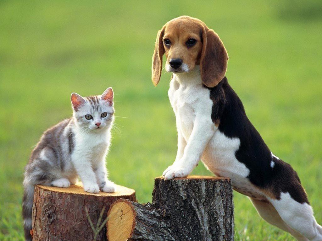 Dogs And Cats Wallpaper. Ultra High Quality Wallpaper