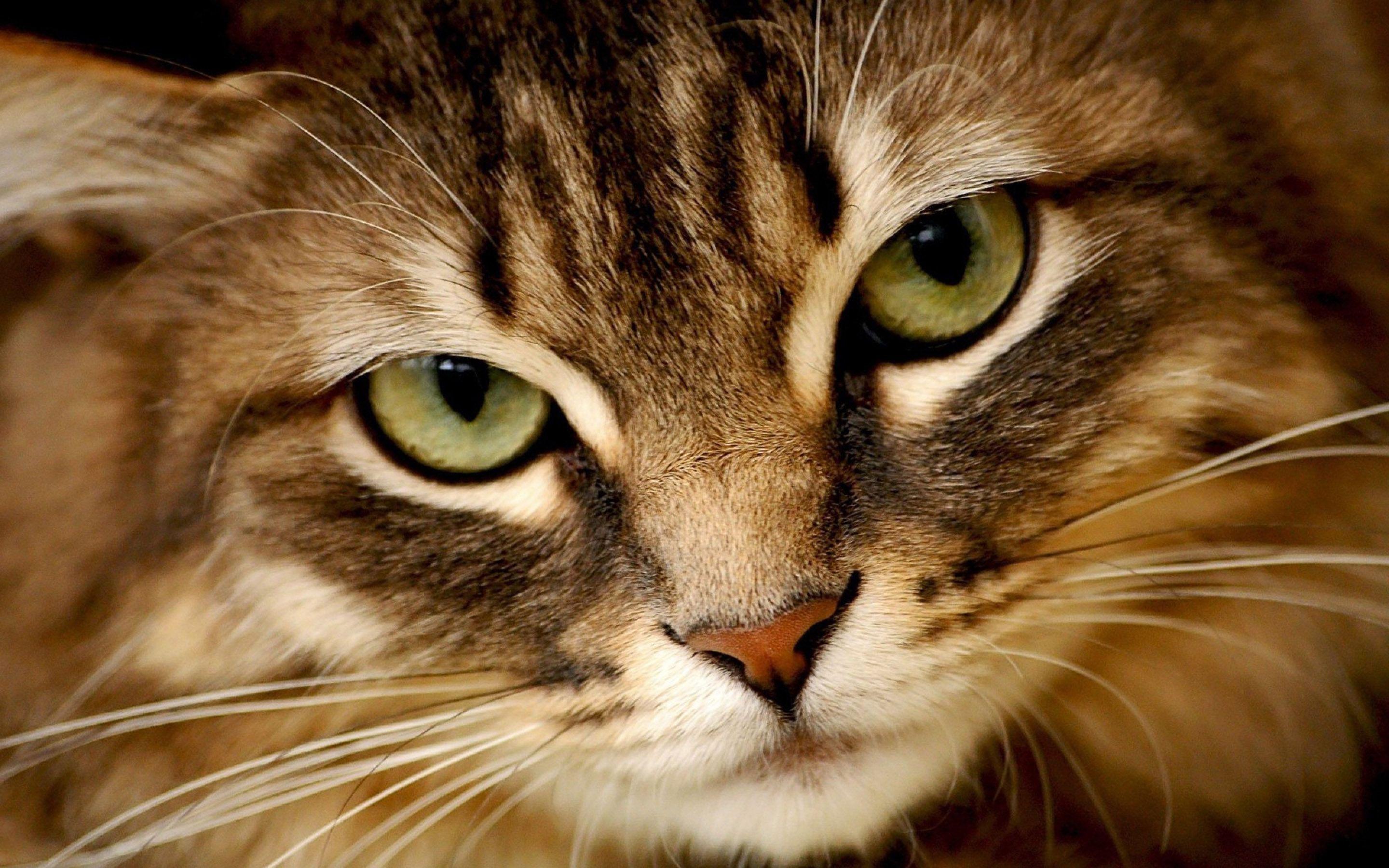 Of Dogs And Cats Wallpaper High Resolution