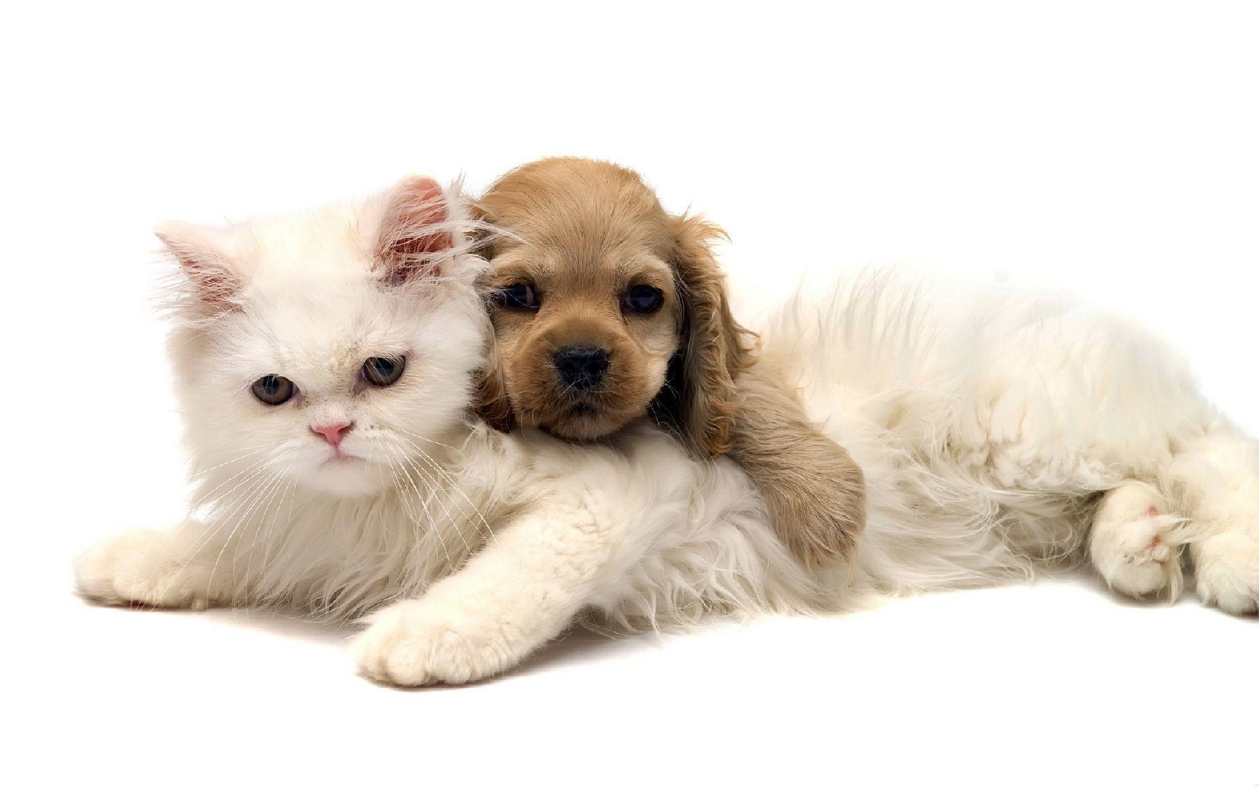 Of Dogs And Cats Wallpaper Desktop