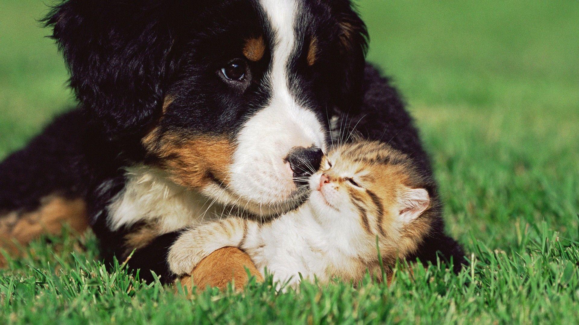 Cute Dogs And Cats Wallpaper High Quality Resolution, Animal