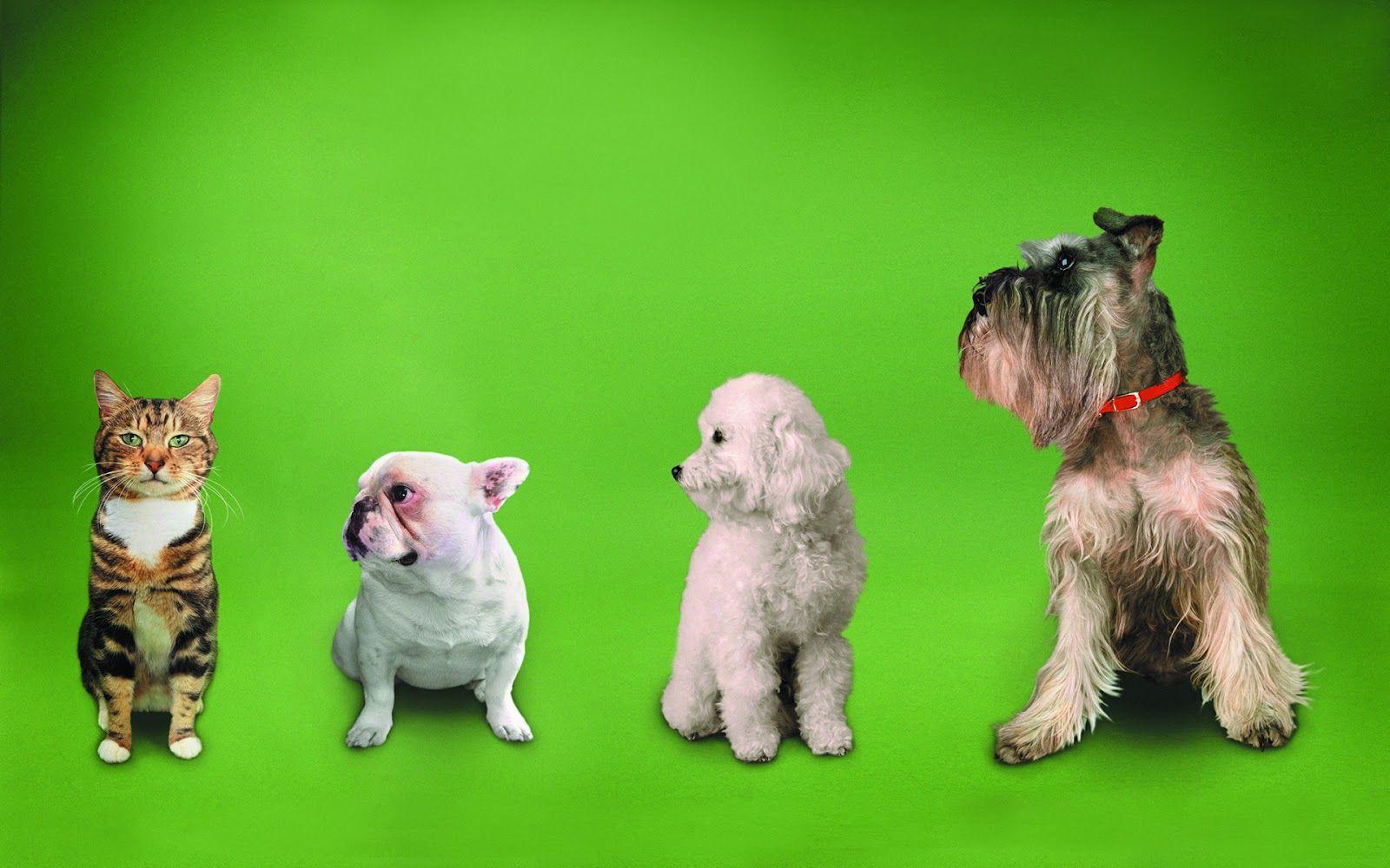 Funny Cats & Dogs Wallpaper