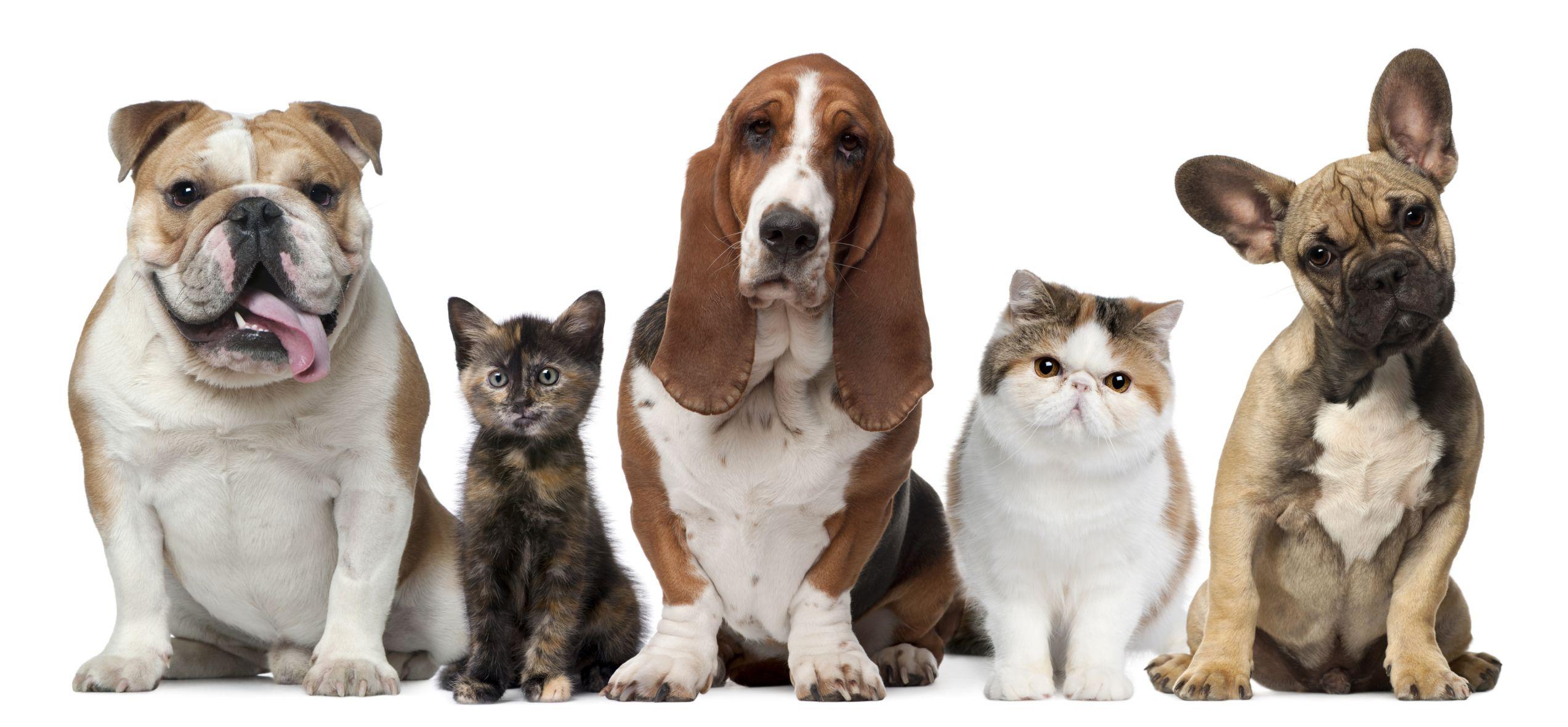 Wallpaper Cats And Dogs